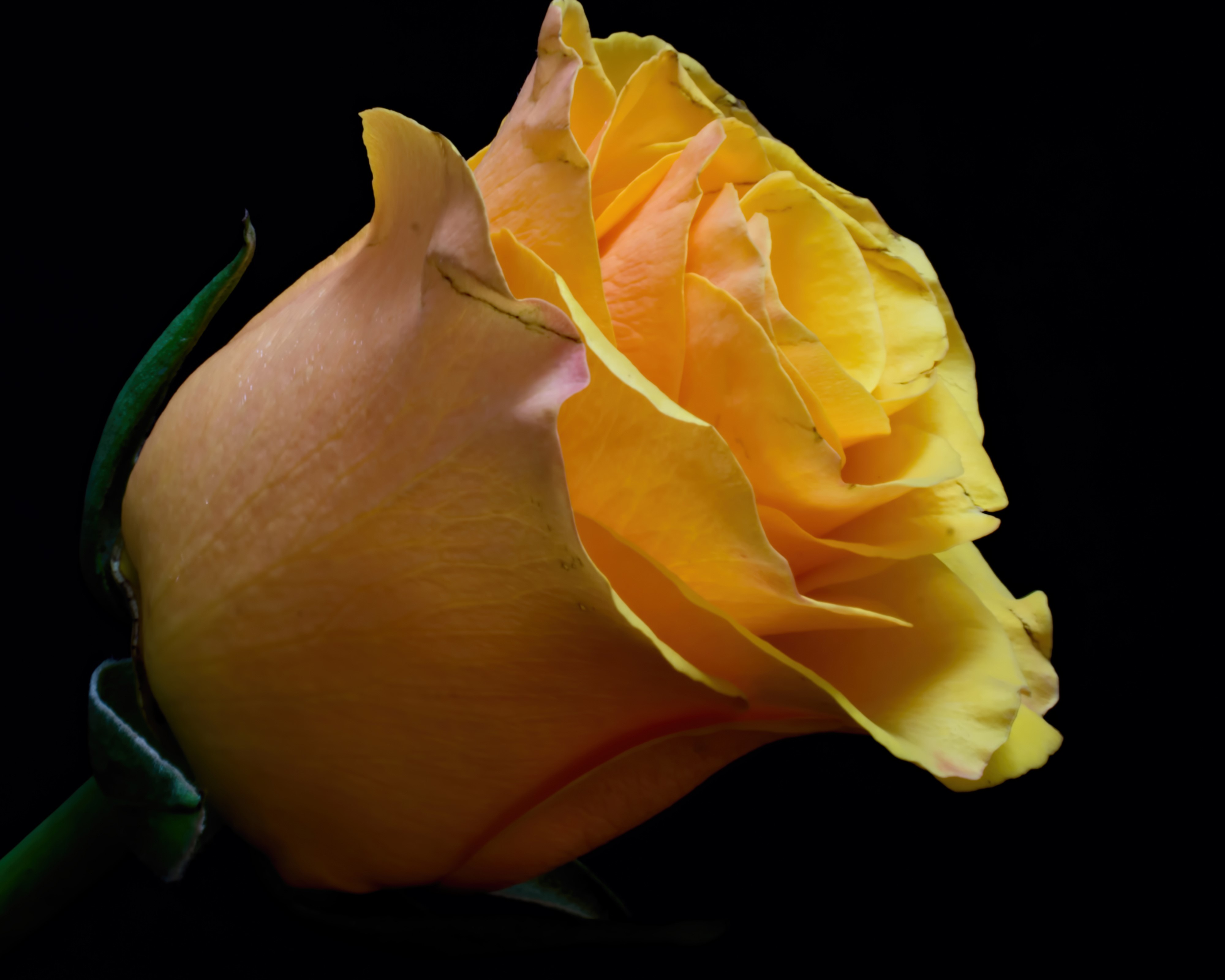Yellow rose with black background HD Wallpaper