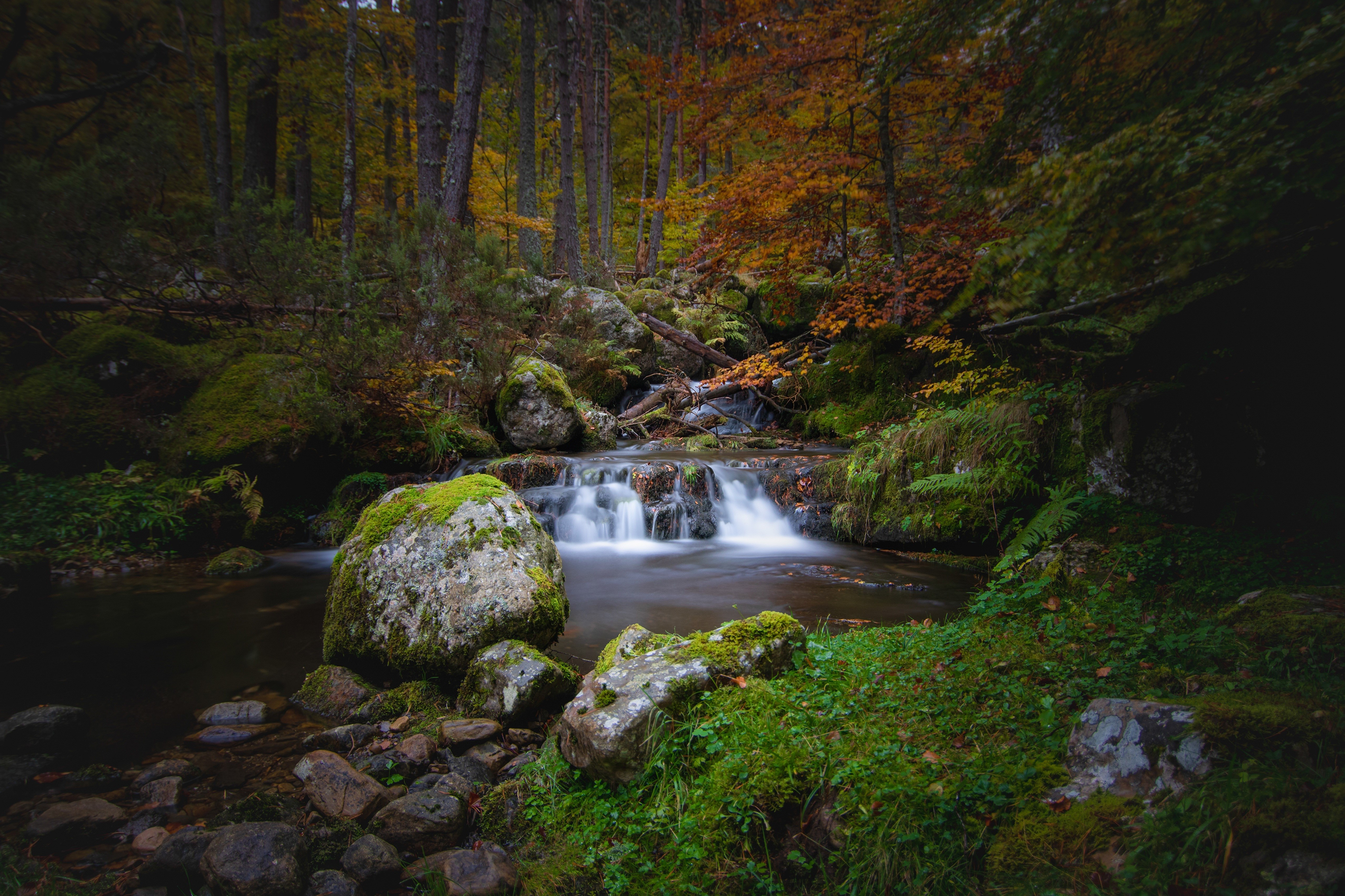Autumn stream flowing over mossy rocks in a forest HD Wallpaper
