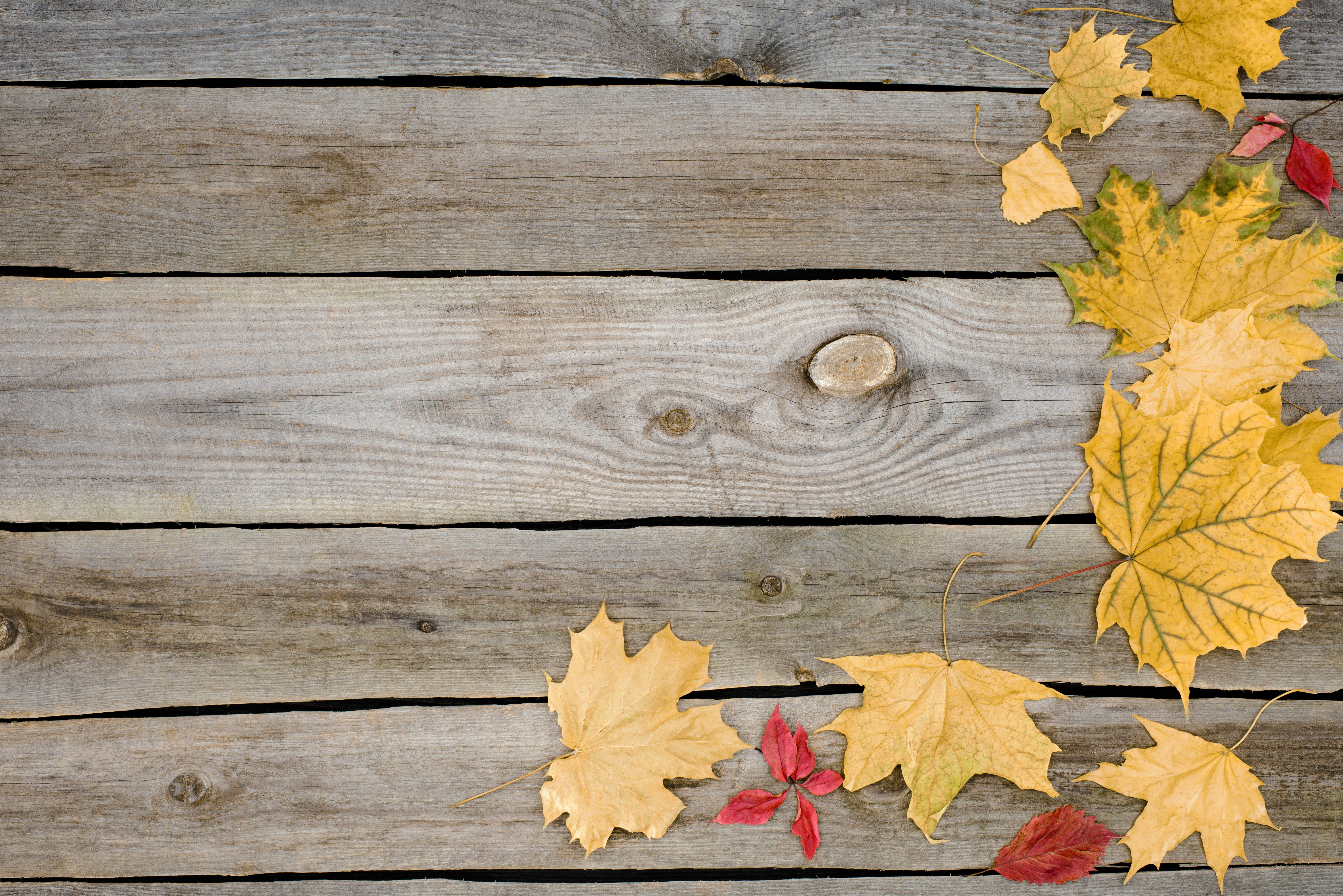 Autumn Maple Leaves on Wood Planks HD Wallpaper