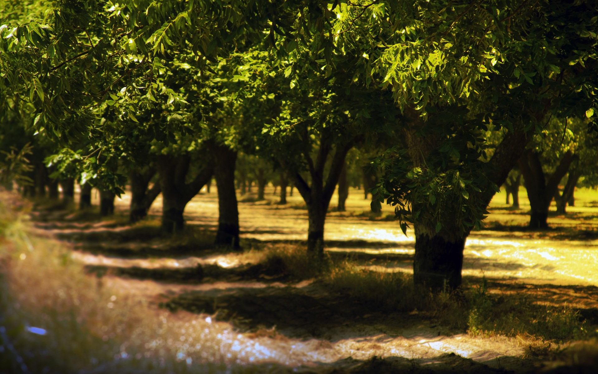 A row of trees in an orchard with sunlight filtering through HD Wallpaper