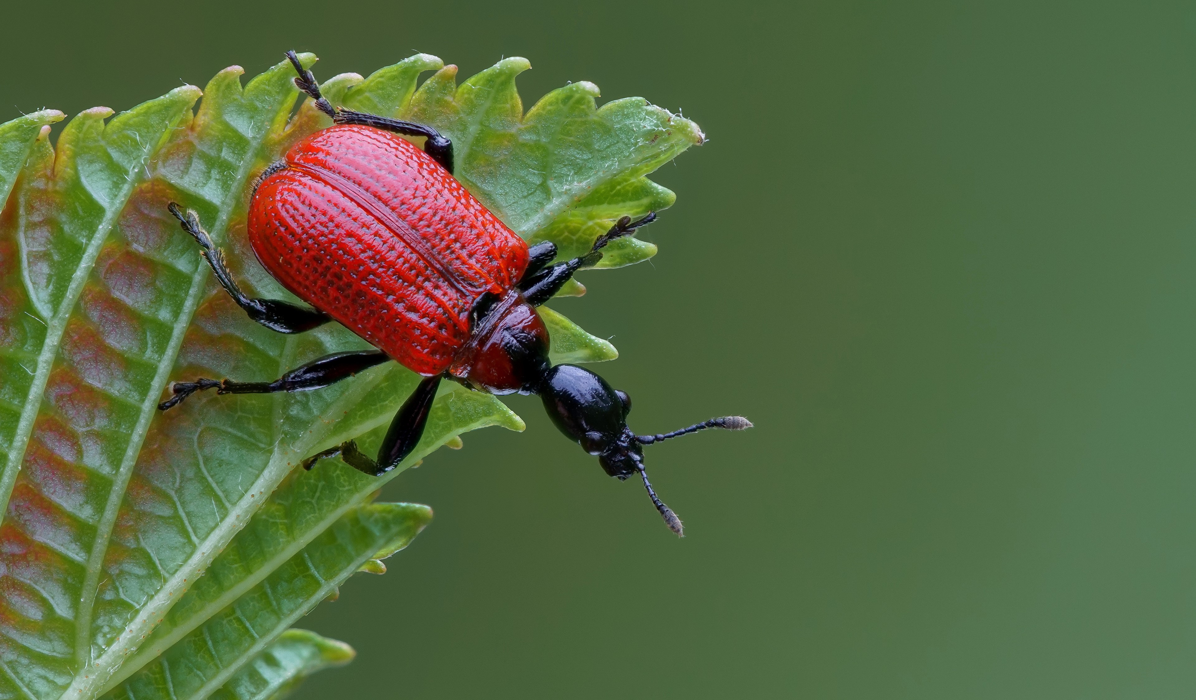 Red Apoderus Coryli Beetle on Green Leaf HD Wallpaper