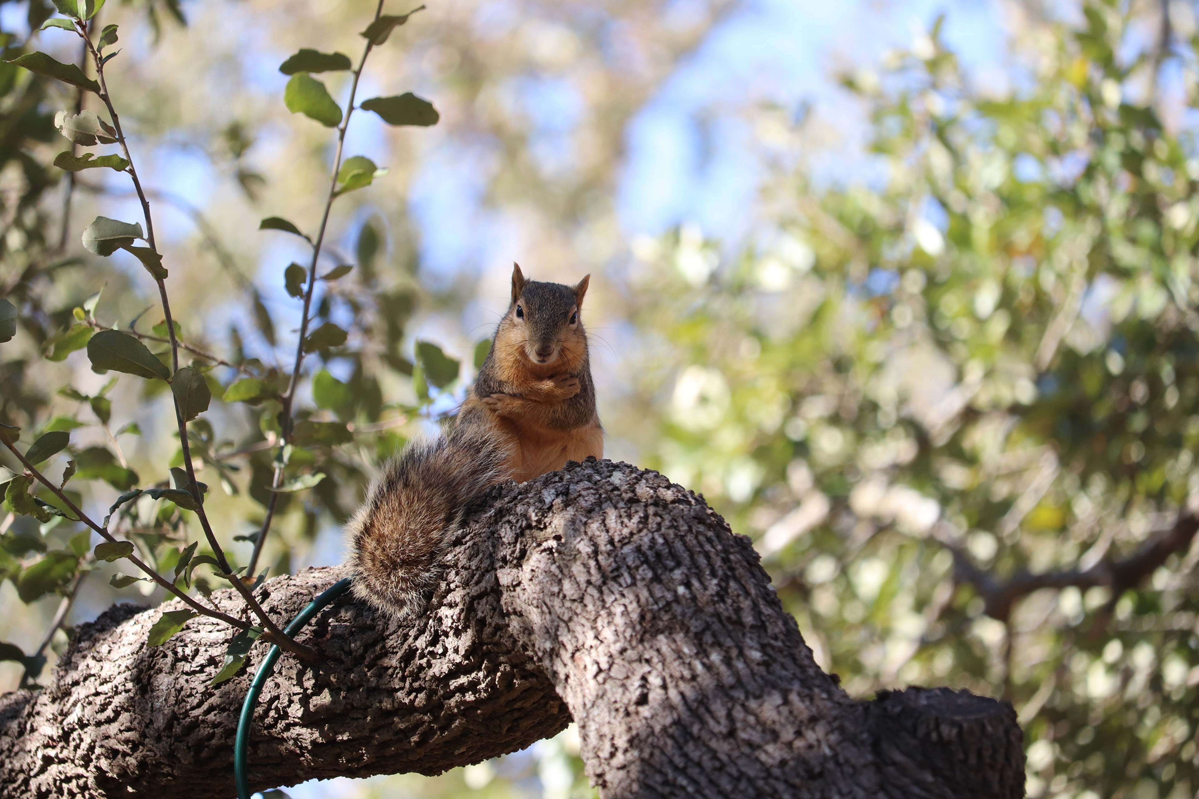 Squirrel sitting on a tree branch HD Wallpaper