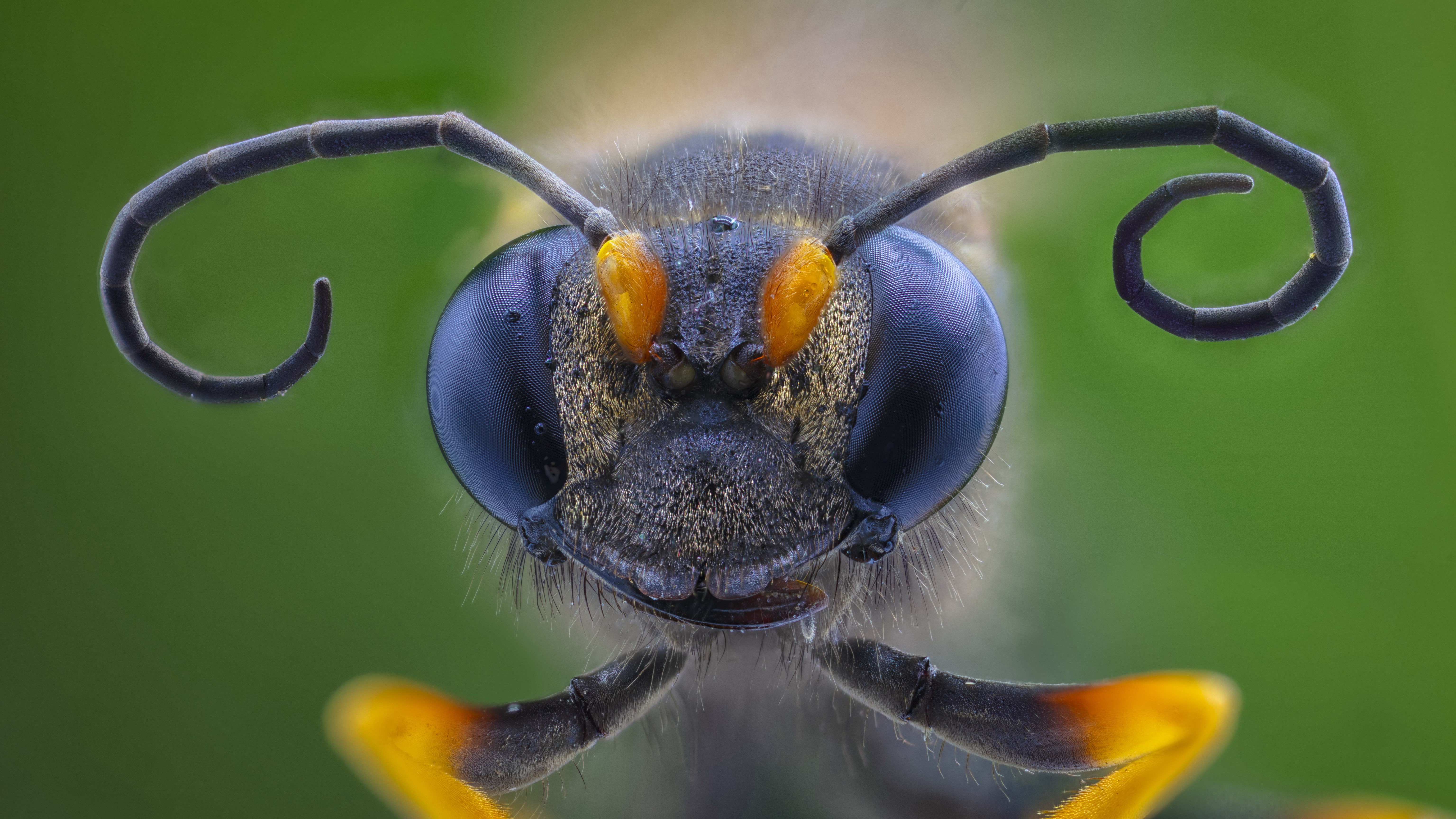 Macro closeup of a wasp's head HD Wallpaper