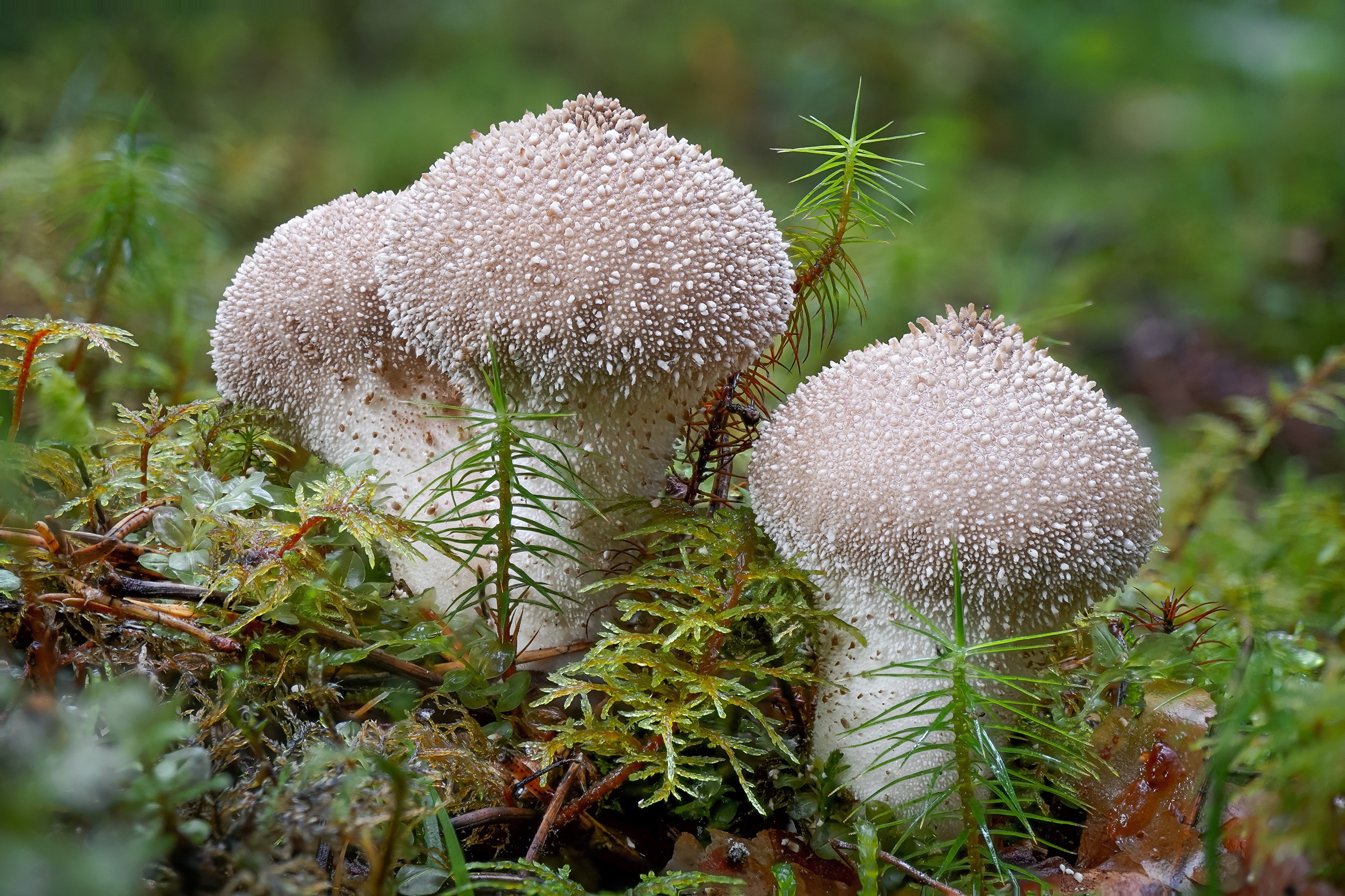 Warty puffball mushrooms in mossy forest HD Wallpaper