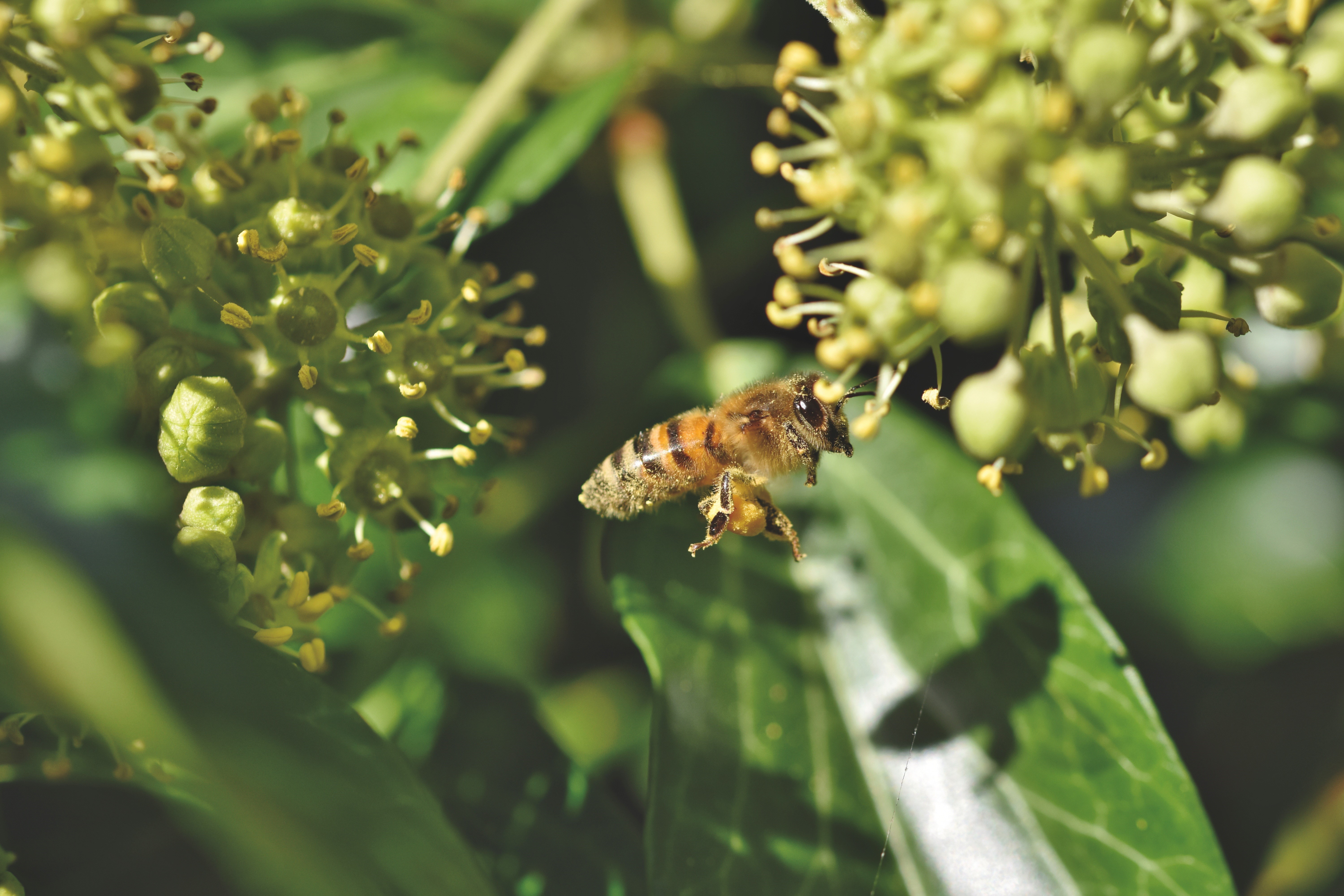 Bee collecting pollen from flowers HD Wallpaper