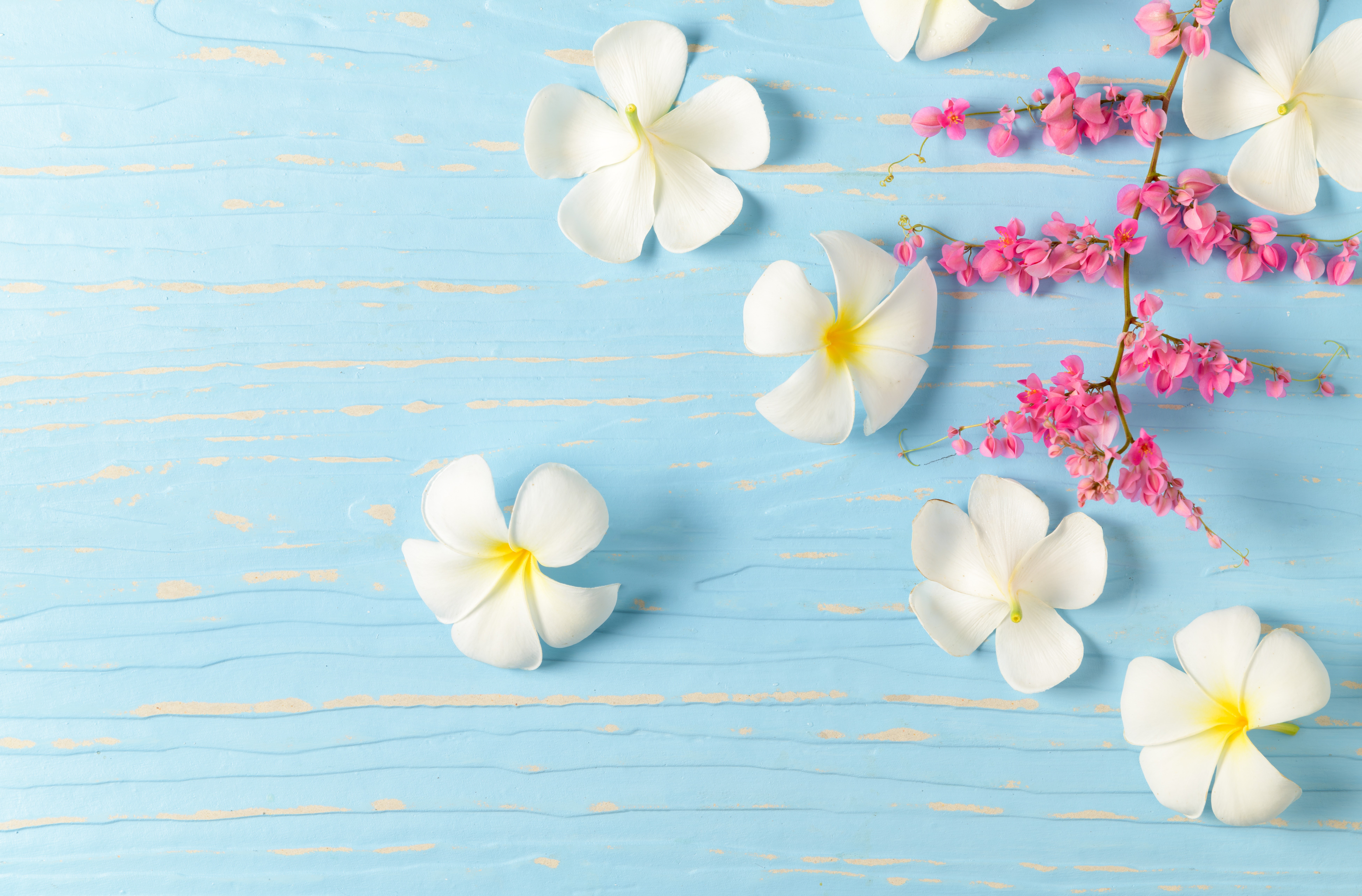 White Plumeria Flowers on Blue Wooden Background HD Wallpaper