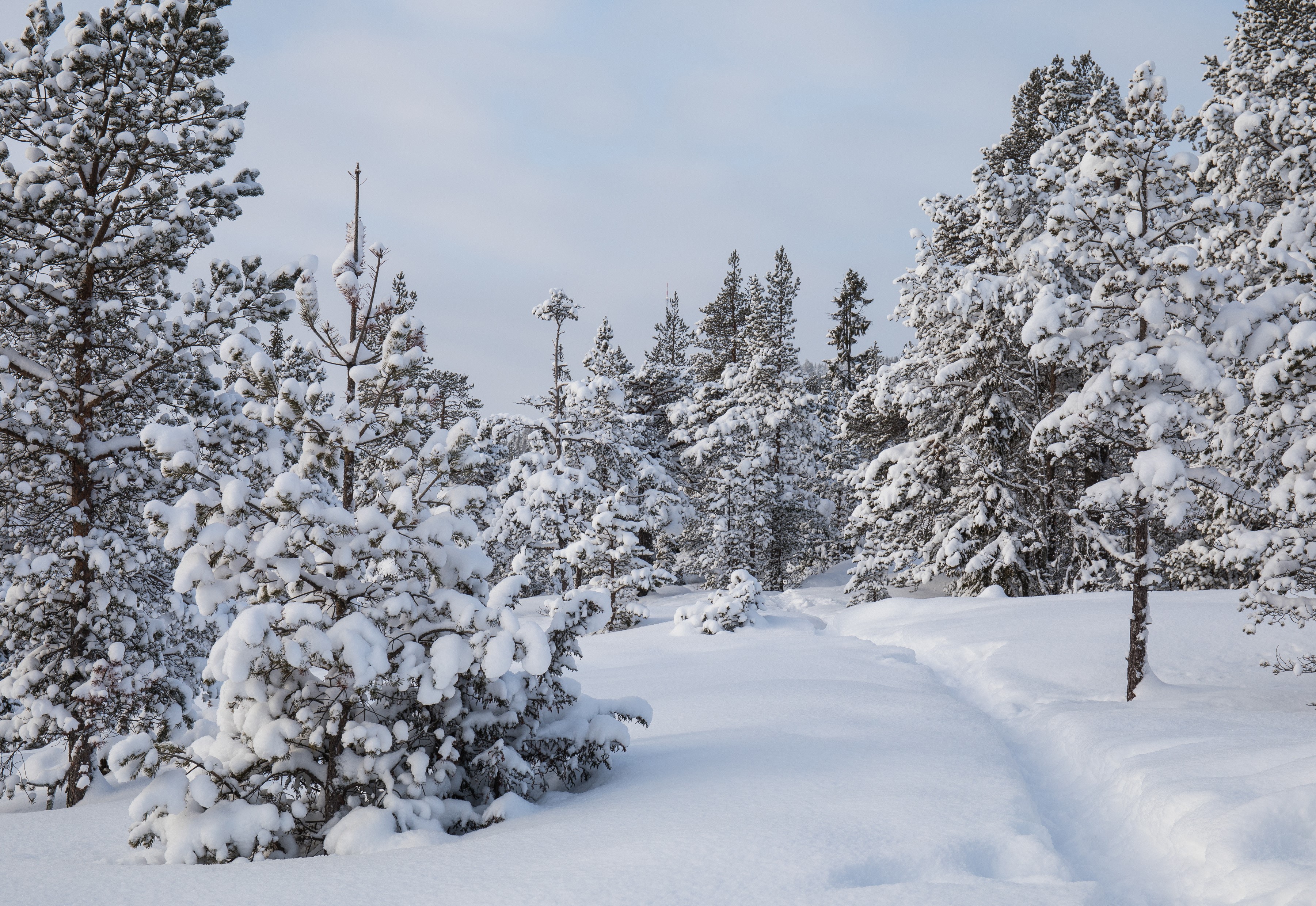 Snow-covered trees line a winter forest trail HD Wallpaper