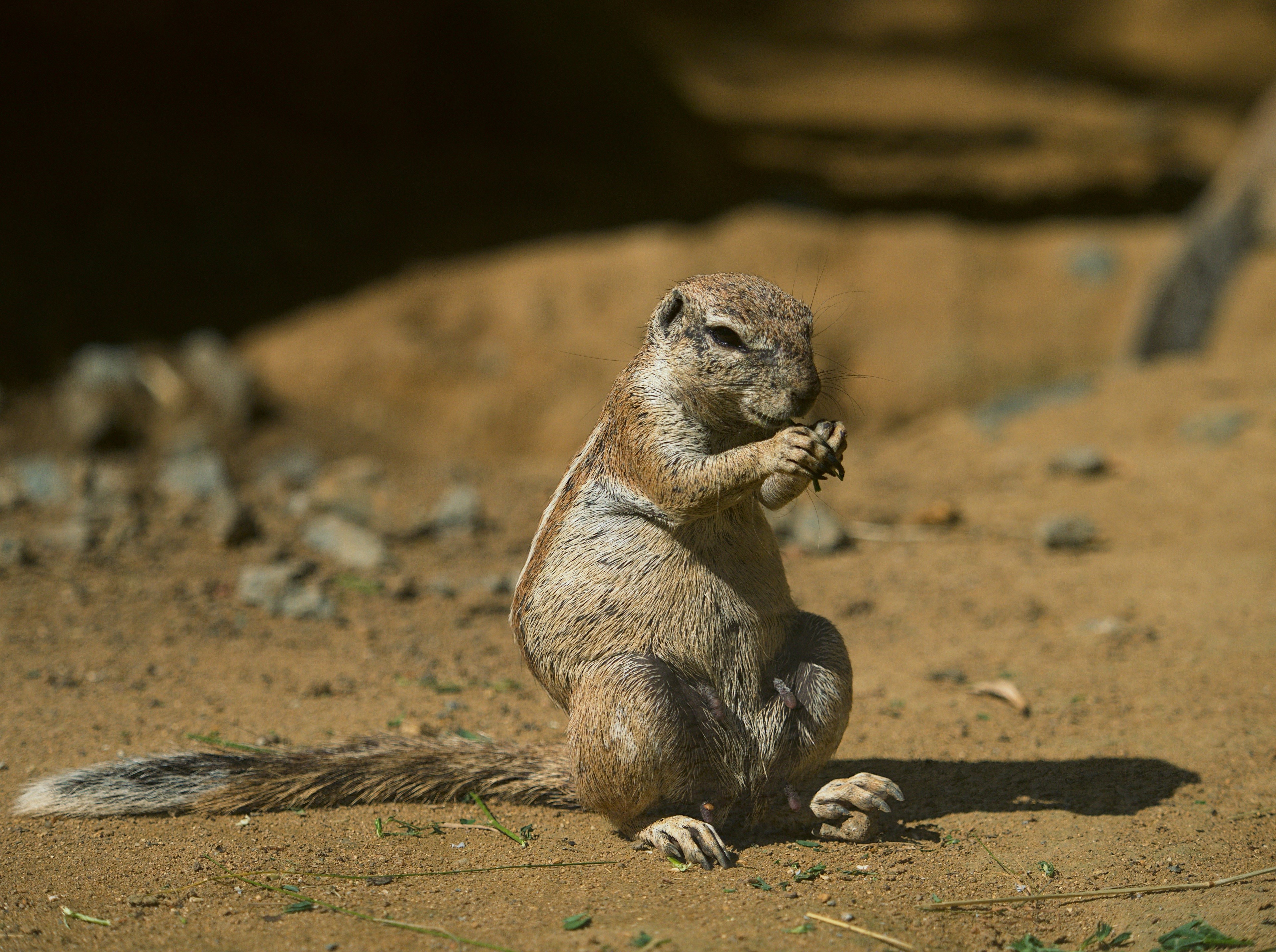Ground squirrel eating outdoors HD Wallpaper