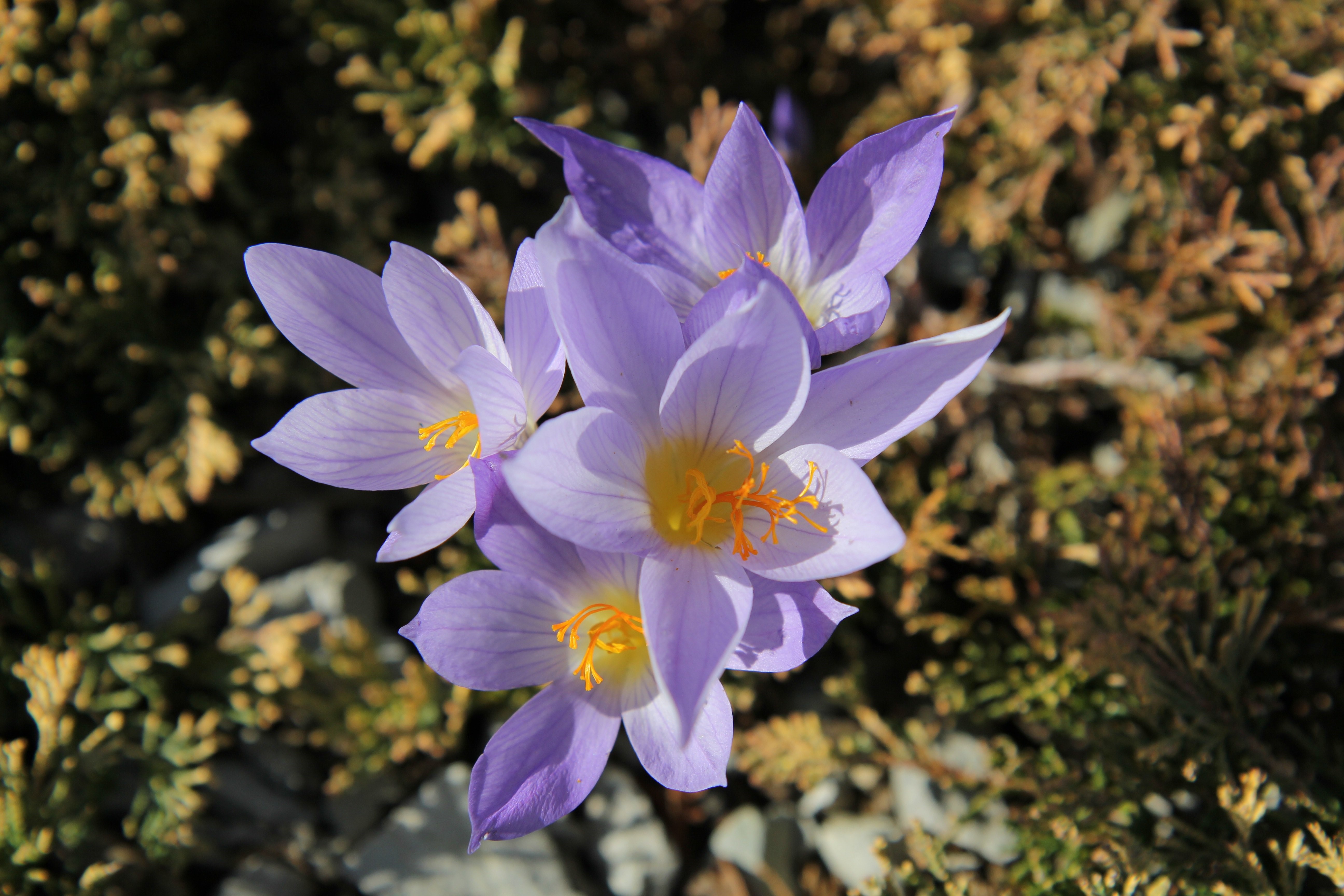 Purple Crocuses with Yellow Stamens HD Wallpaper