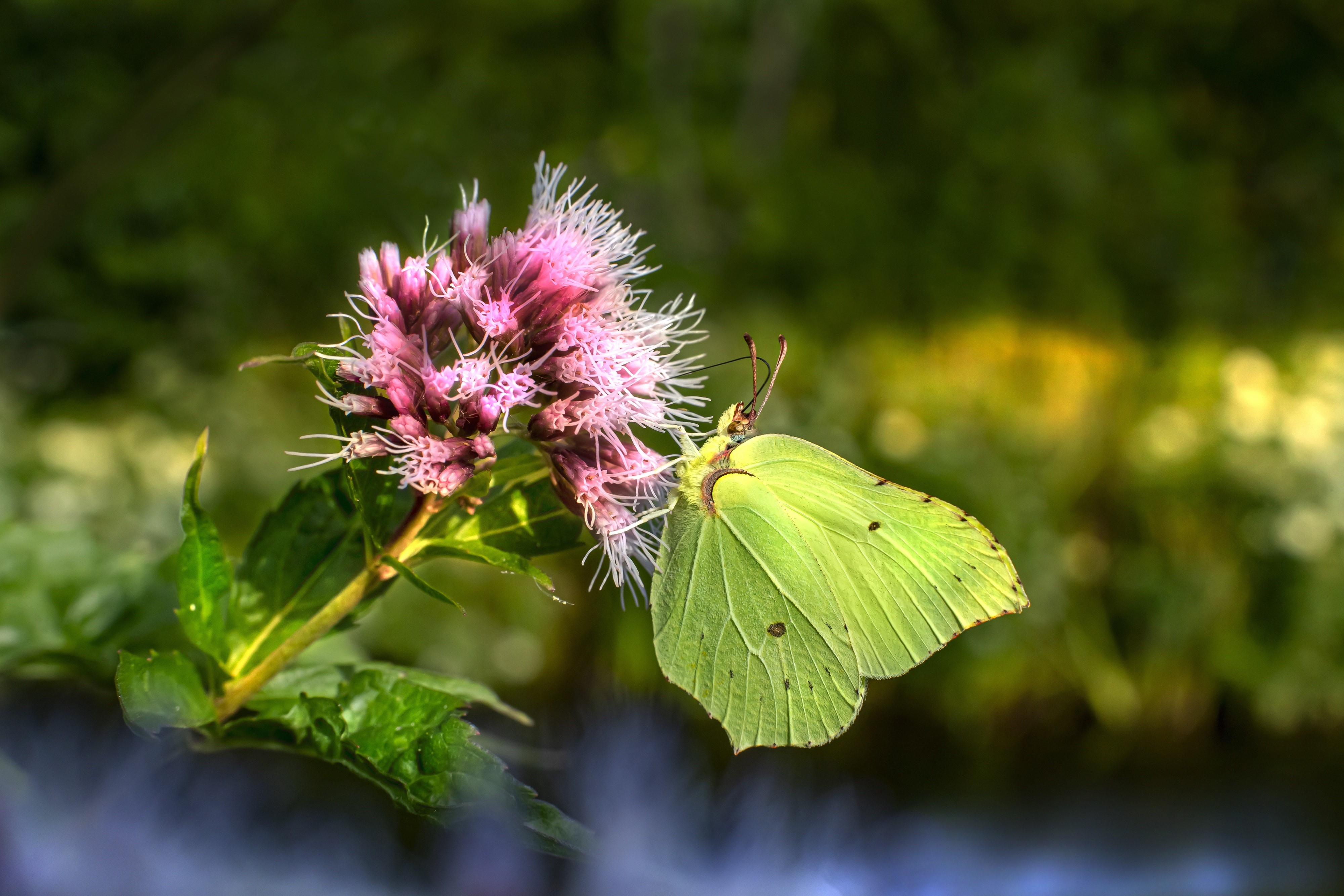 Brimstone Buckthorn Butterfly on Flower HD Wallpaper