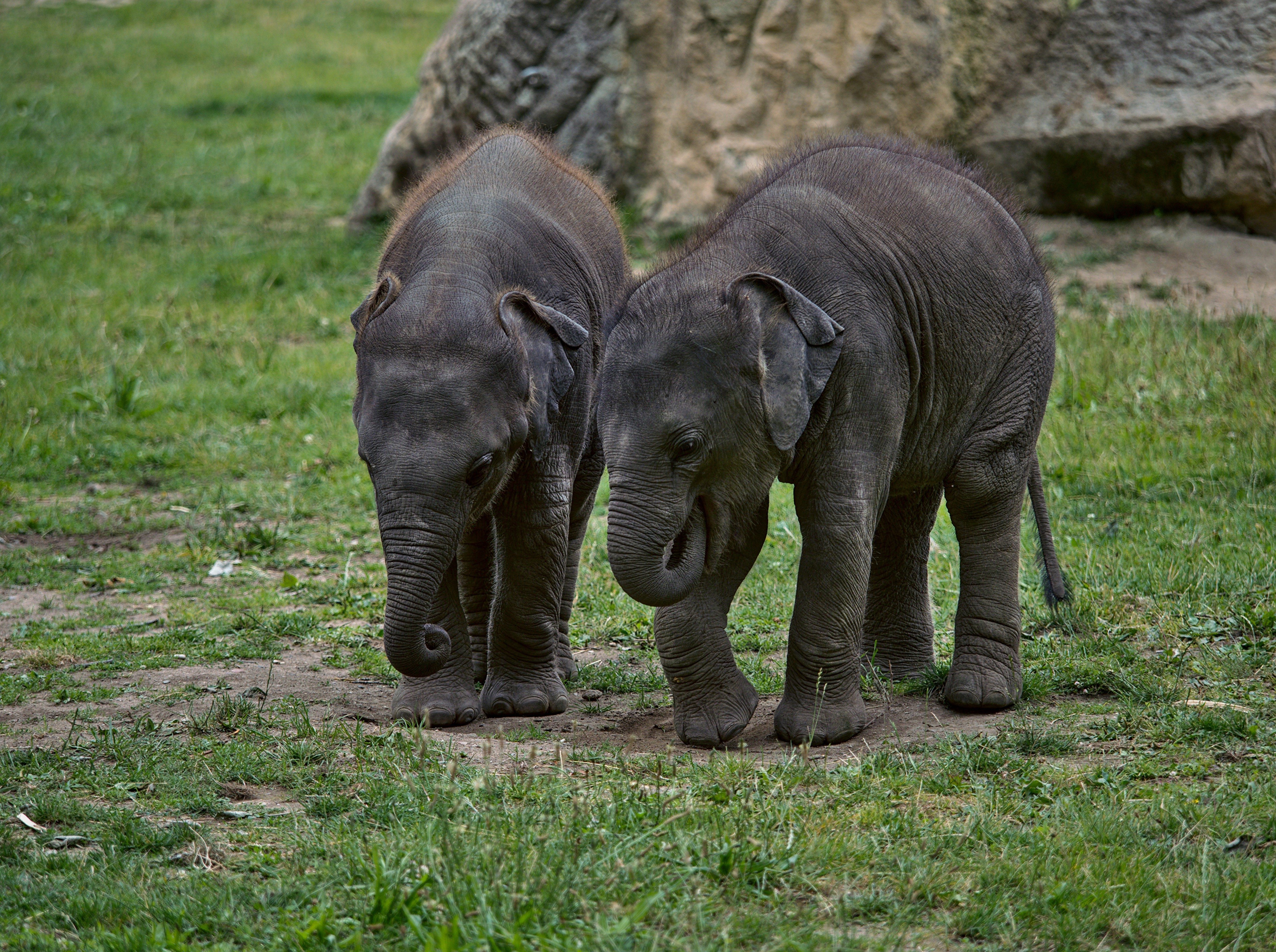 Two baby elephants on grass HD Wallpaper