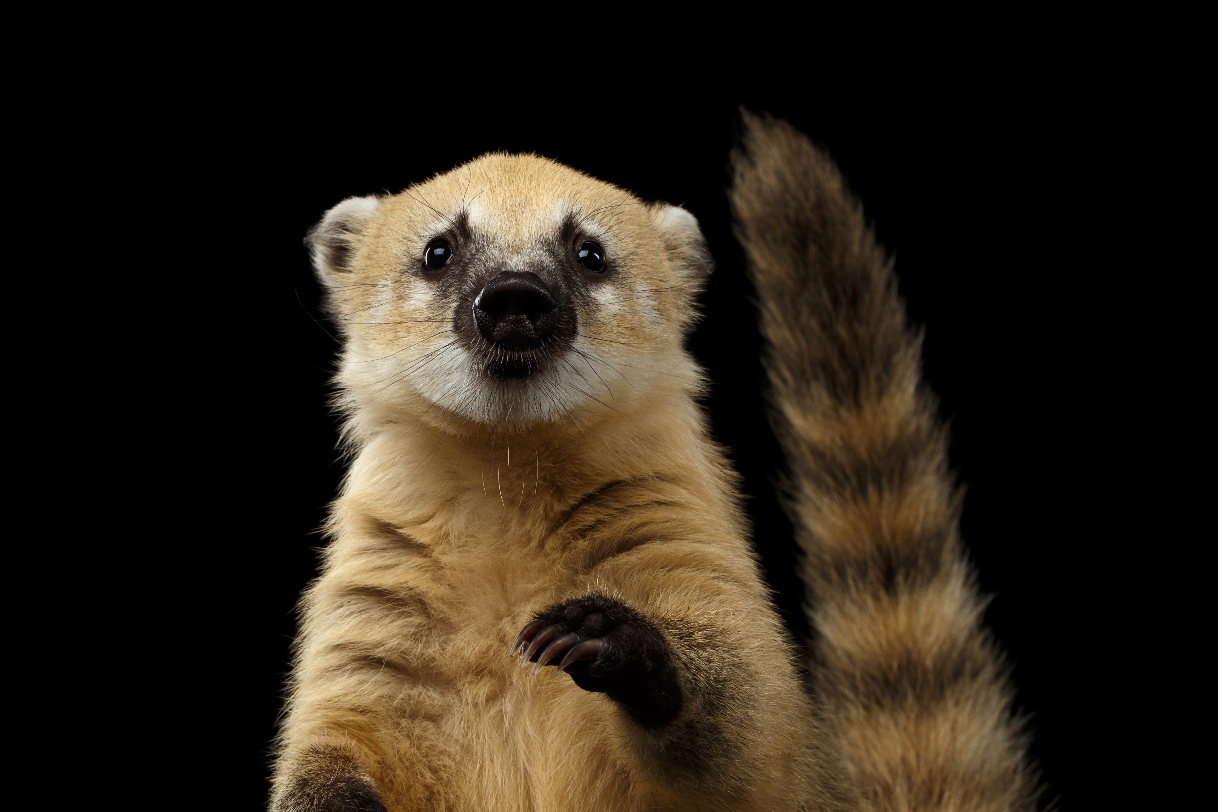 4K South American coati with striped tail HD Wallpaper
