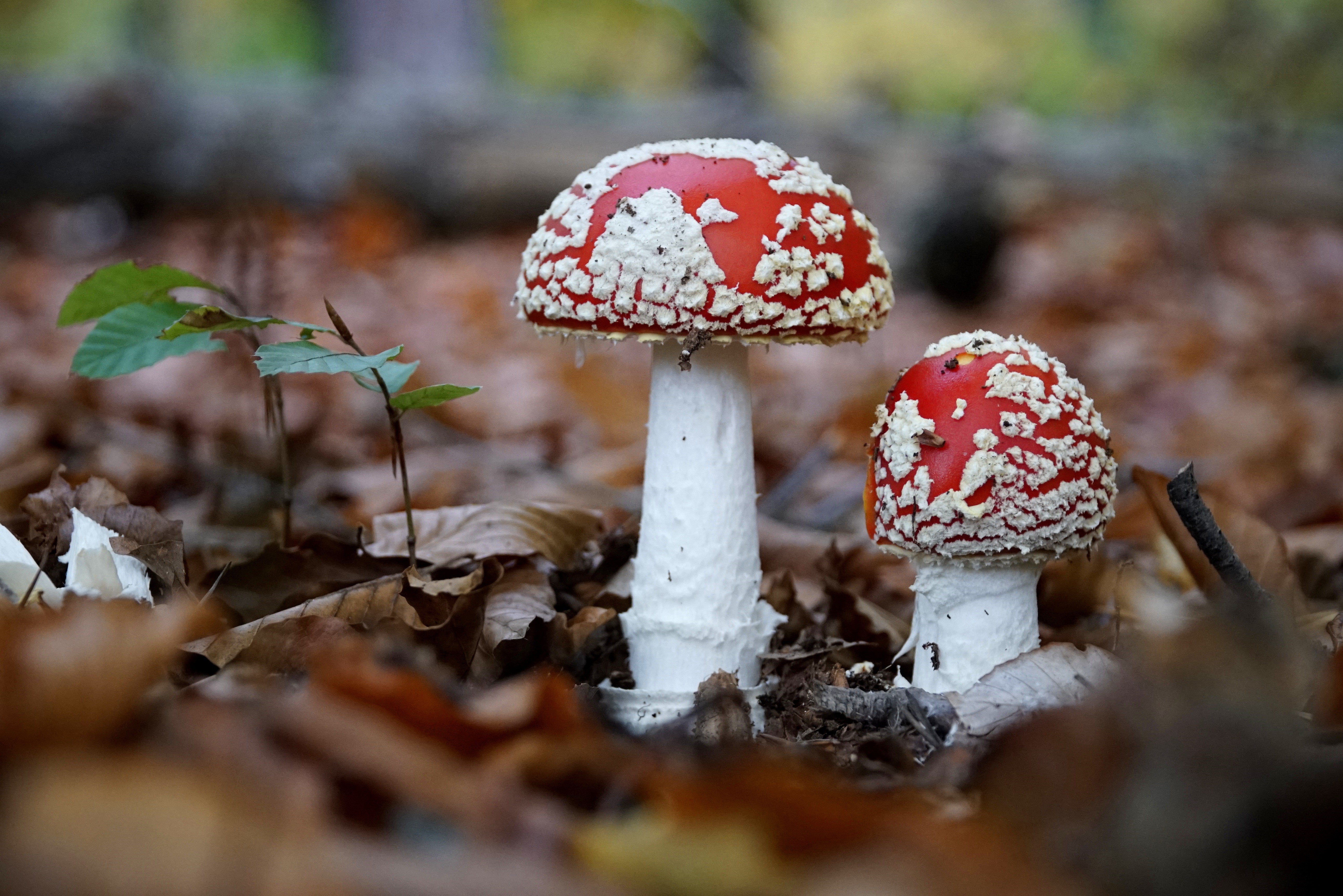 Two Amanita Mushrooms in Foliage HD Wallpaper