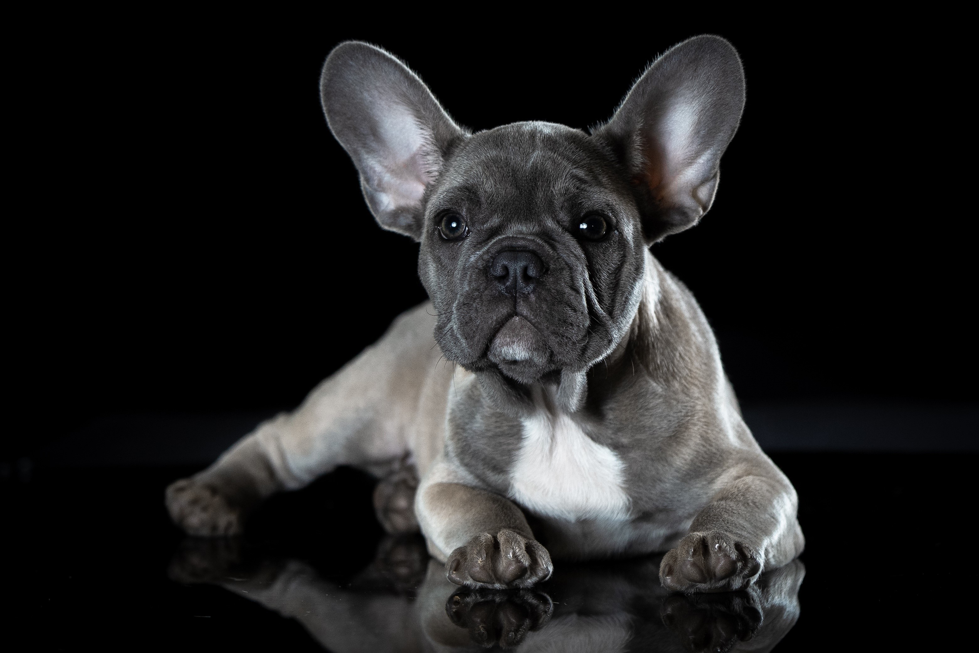 French Bulldog lying down on black background HD Wallpaper