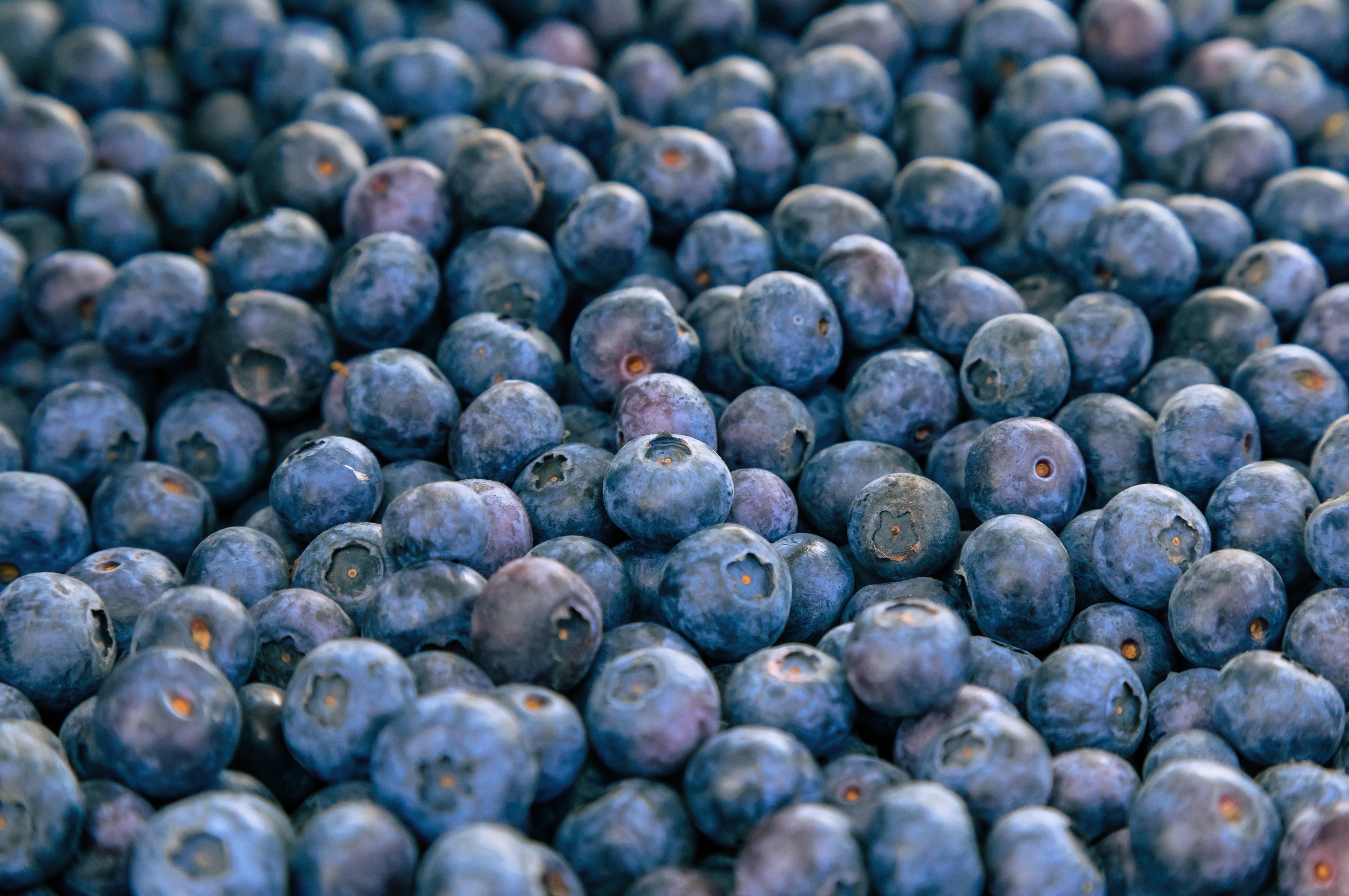 Blueberries HD Wallpaper