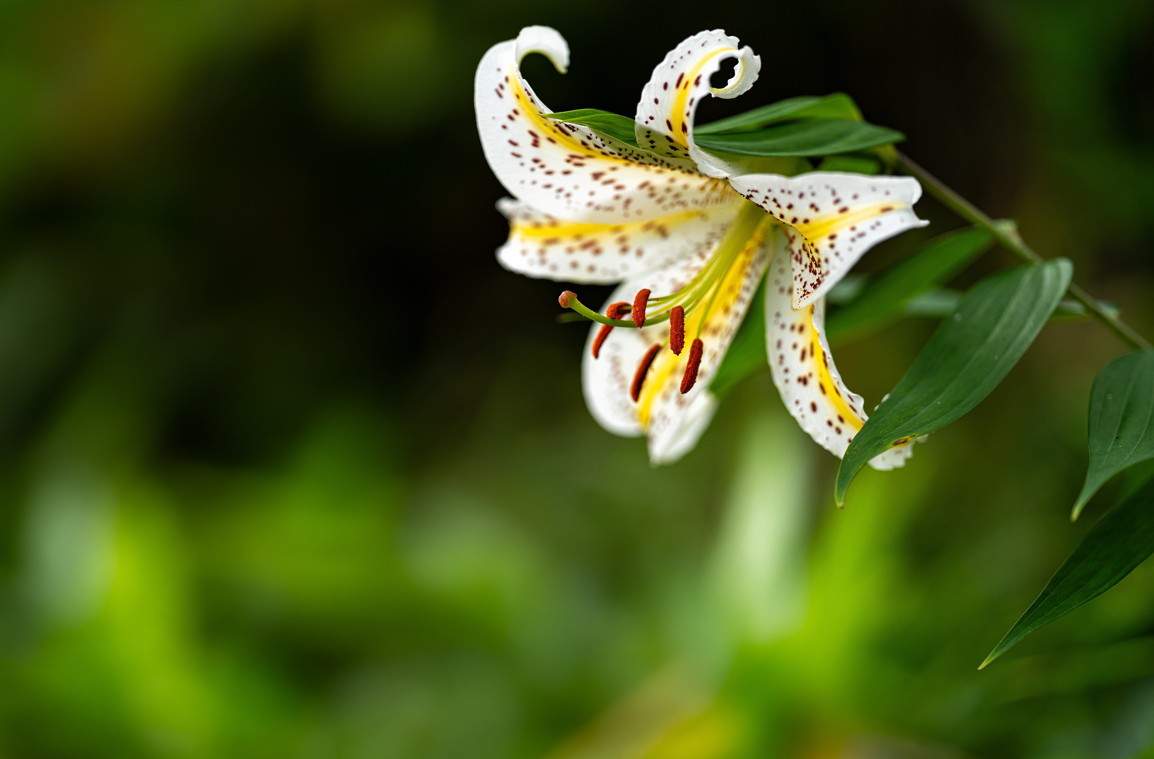Close-up of a white lily with brown spots HD Wallpaper