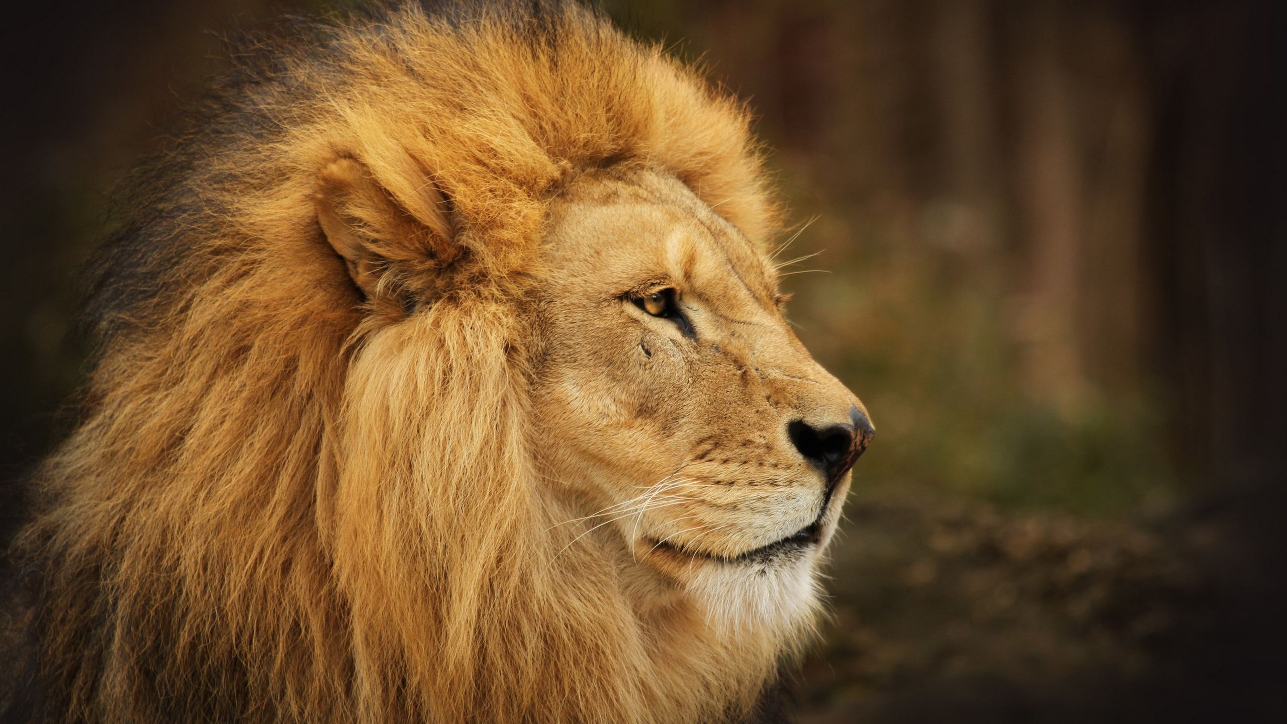 Close-up of a male lion's head and mane HD Wallpaper