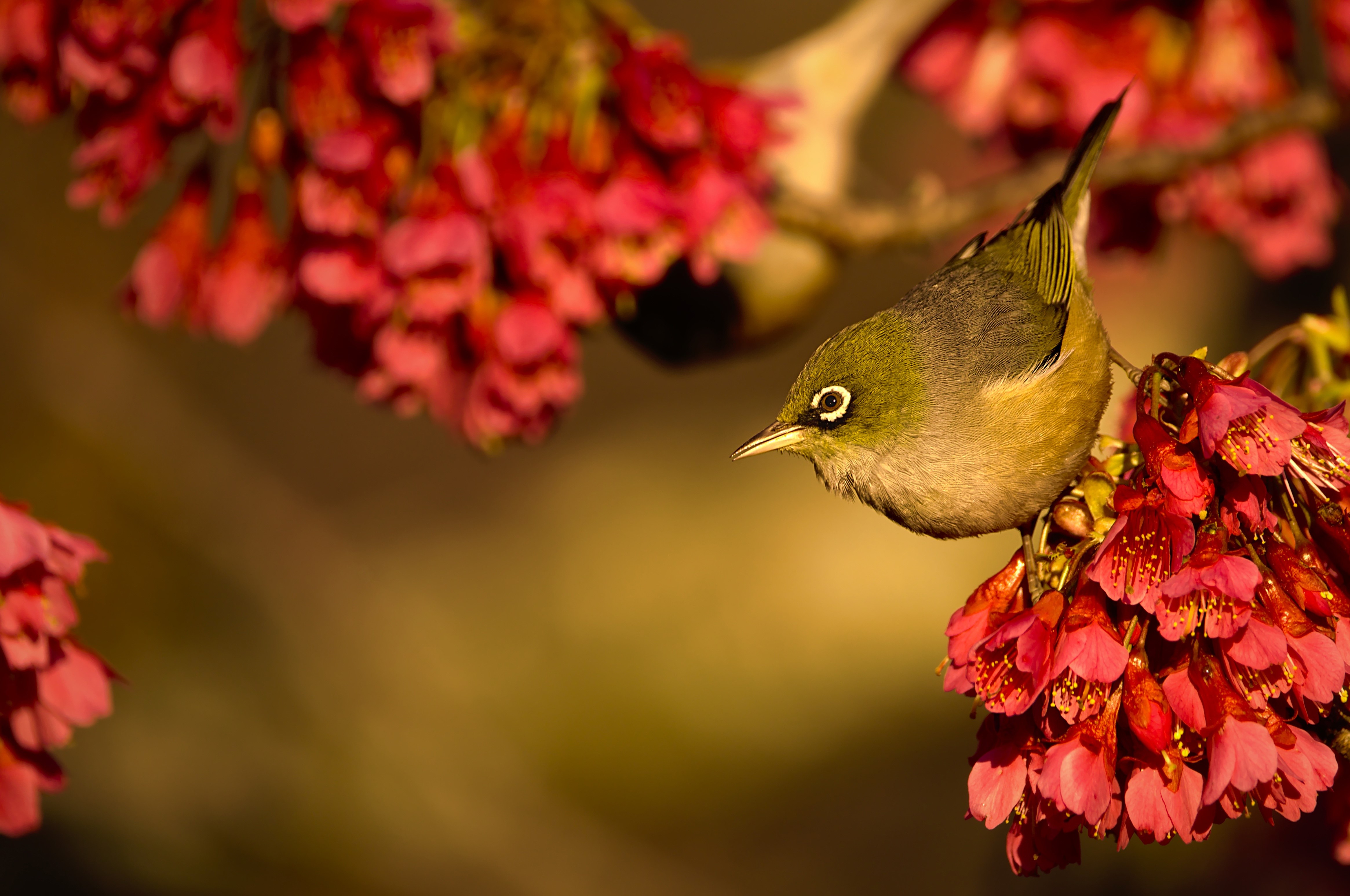 Silvereye bird on pink flowers HD Wallpaper