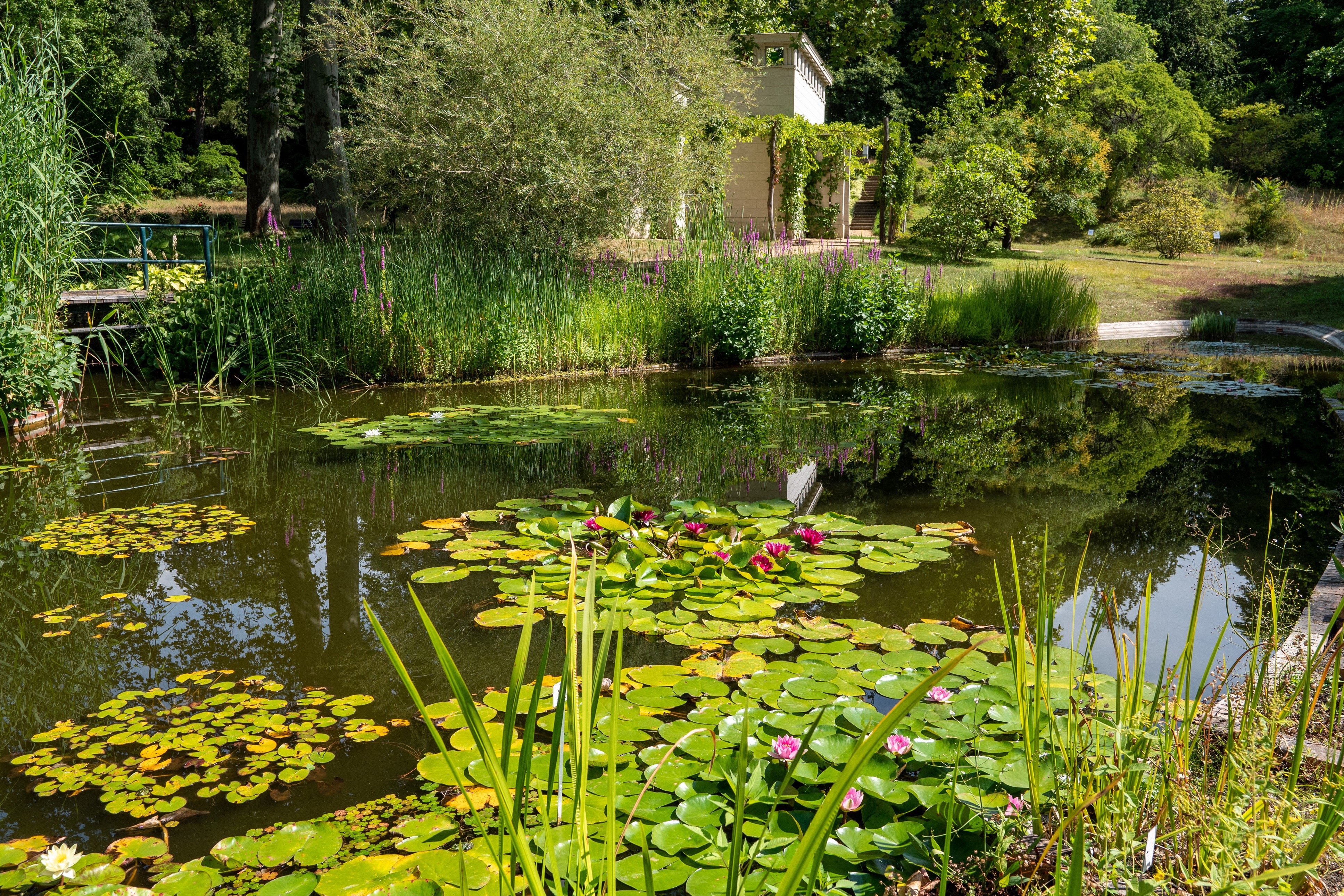 Pond with water lilies in Park Sanssouci, Potsdam, Germany HD Wallpaper