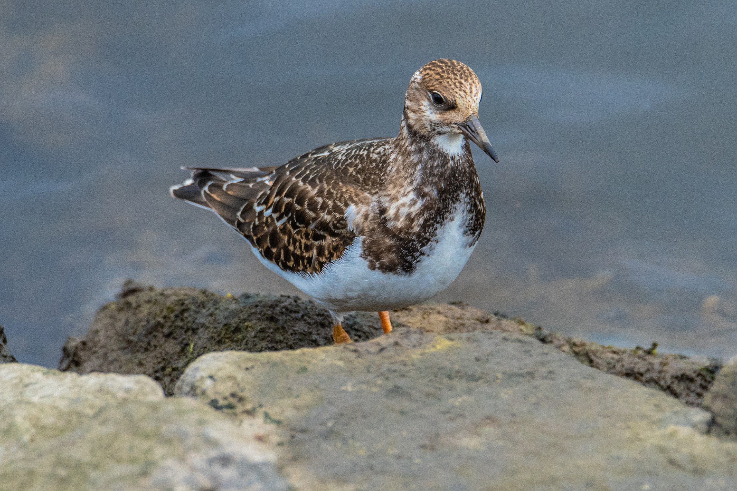 Ruddy Turnstone bird on rocks near water HD Wallpaper