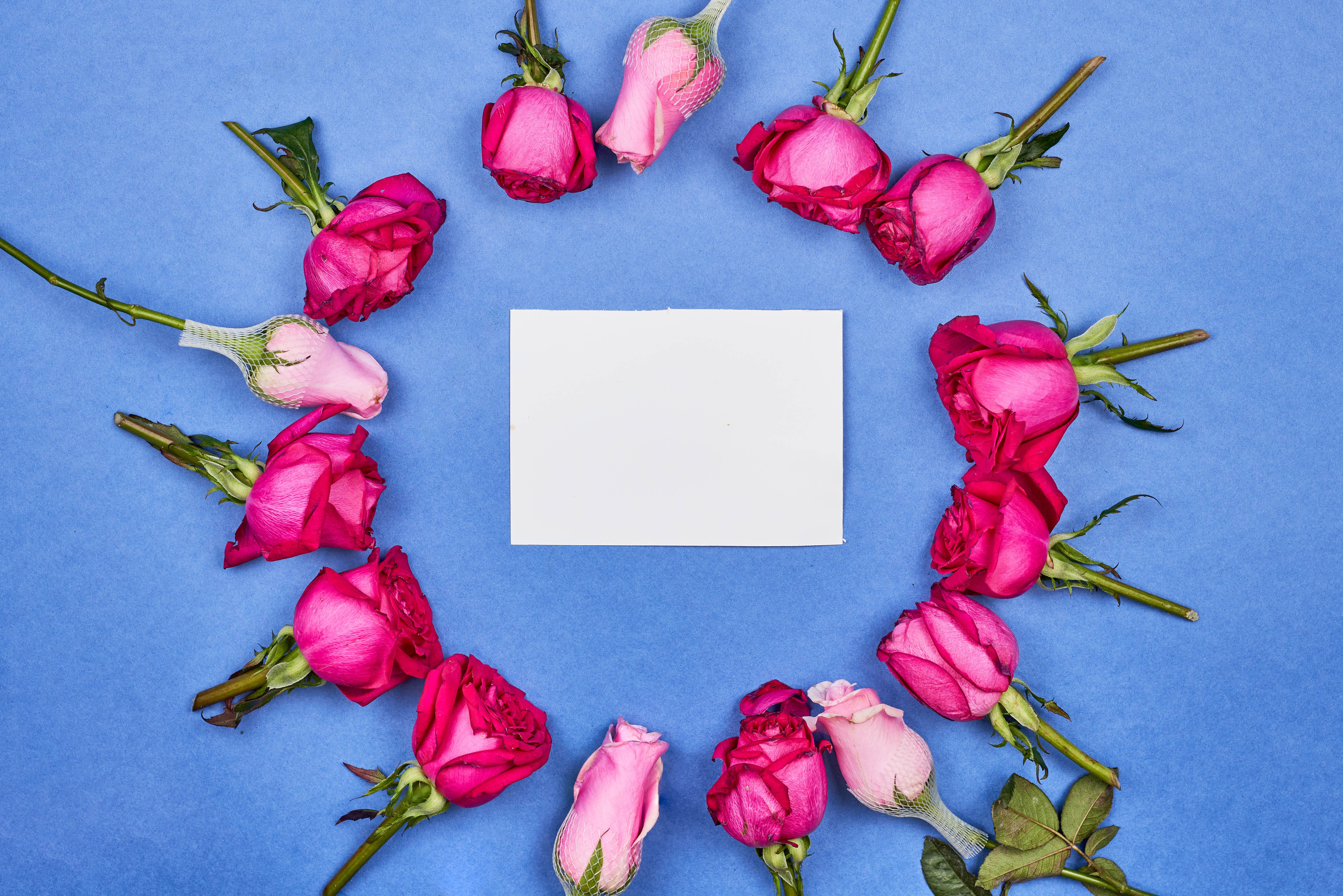 Roses and a blank card on a blue background HD Wallpaper