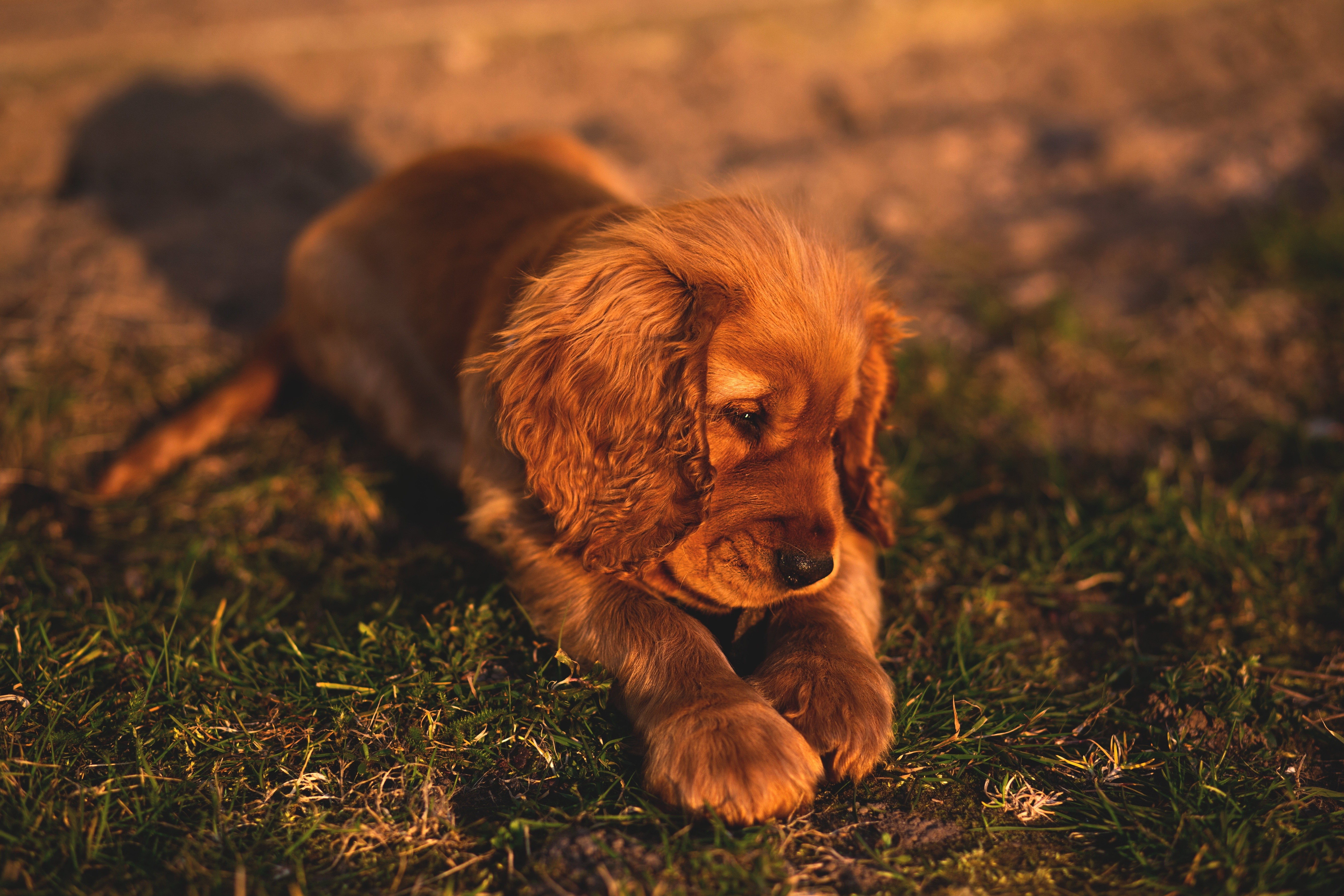 Puppy lying on grass HD Wallpaper