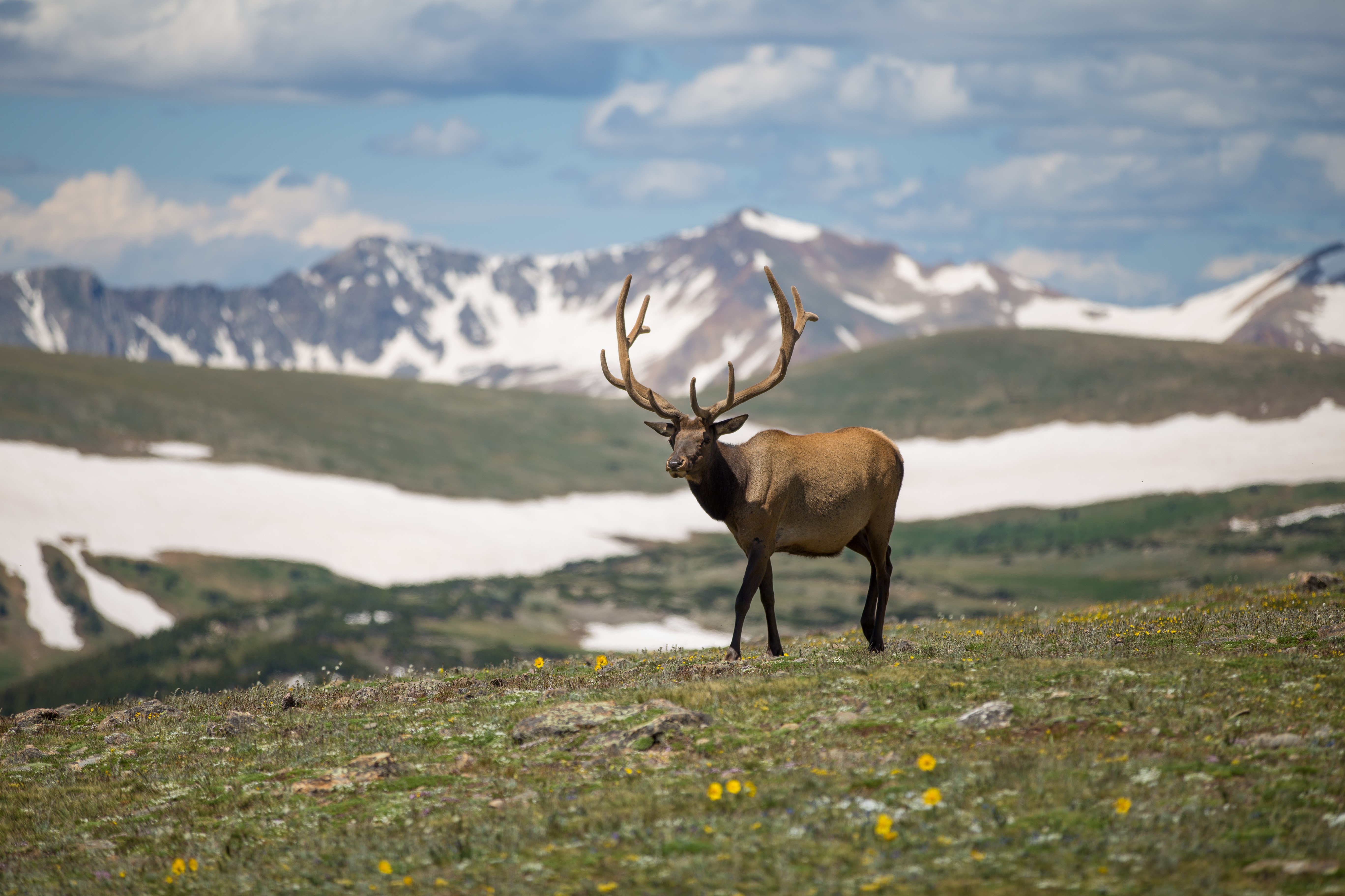 Elk with Antlers in Snowy Mountains HD Wallpaper