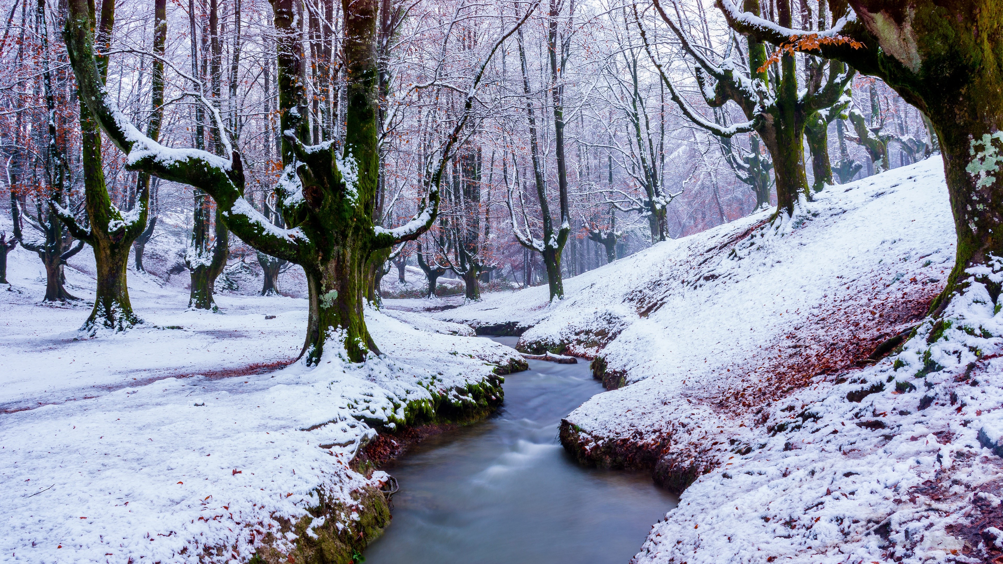 4K Winter Forest with Snow and Stream HD Wallpaper