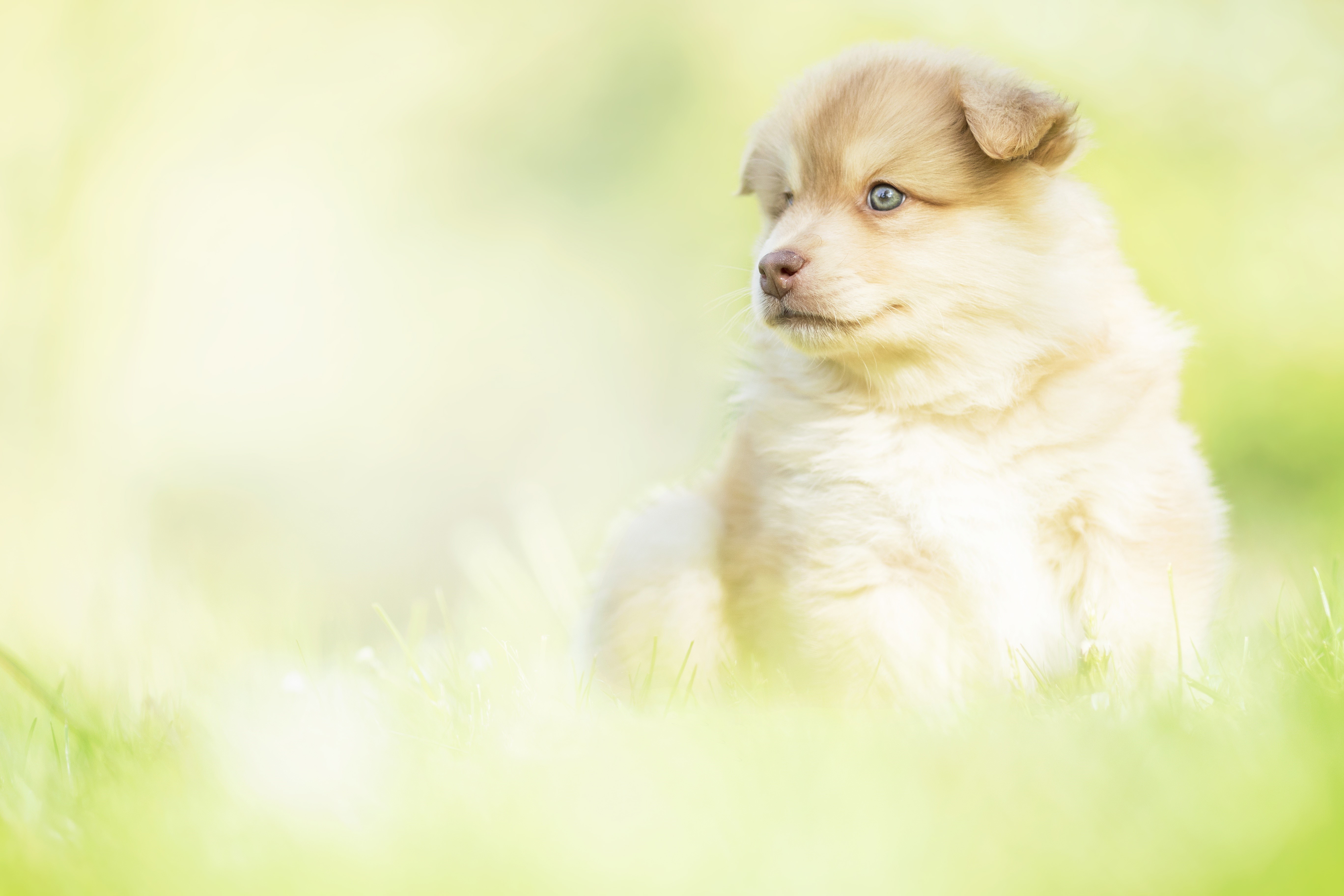 Finnish Lapphund Puppy with Blue Eyes HD Wallpaper