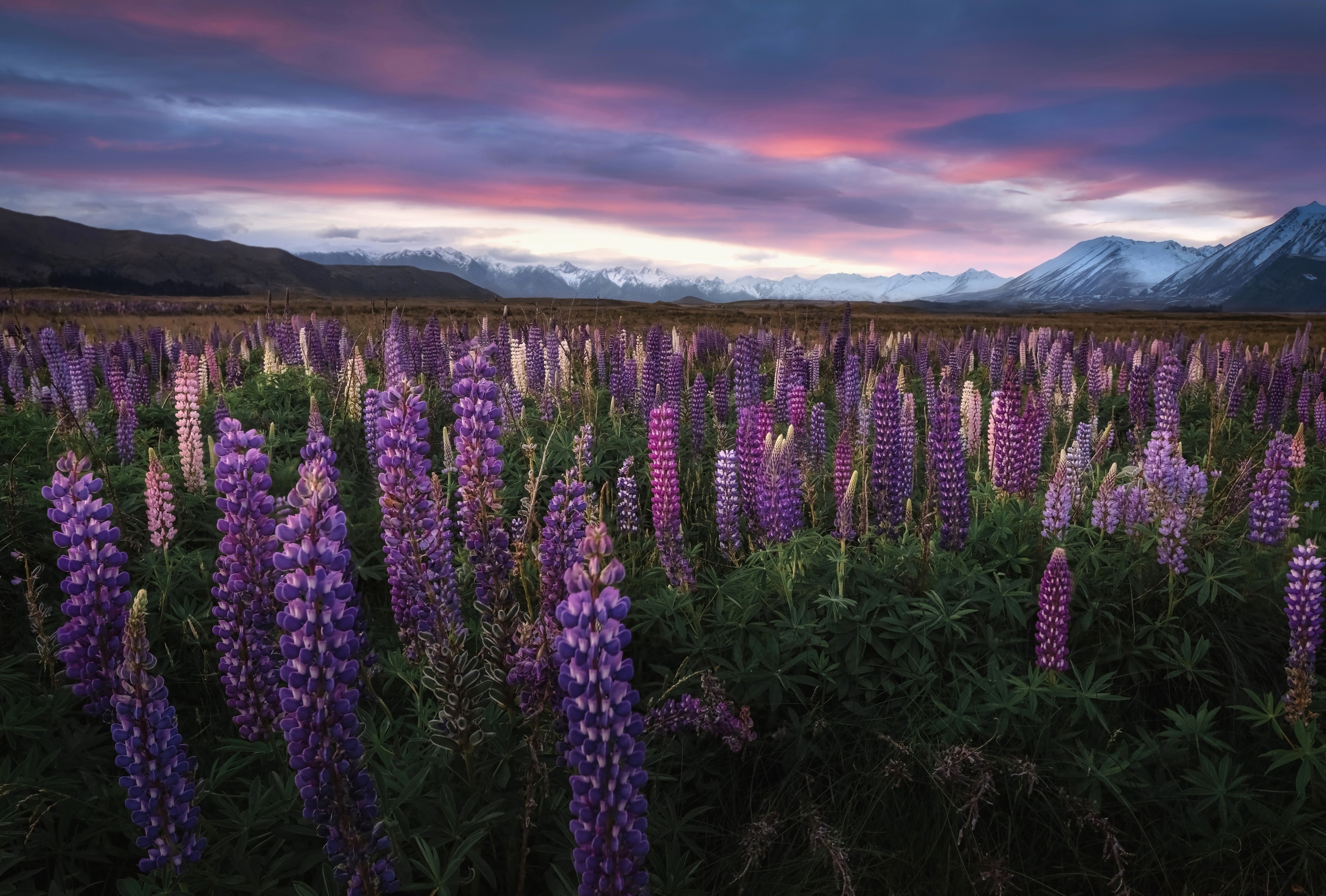 4K Mount Cook New Zealand Lupinus Fields HD Wallpaper
