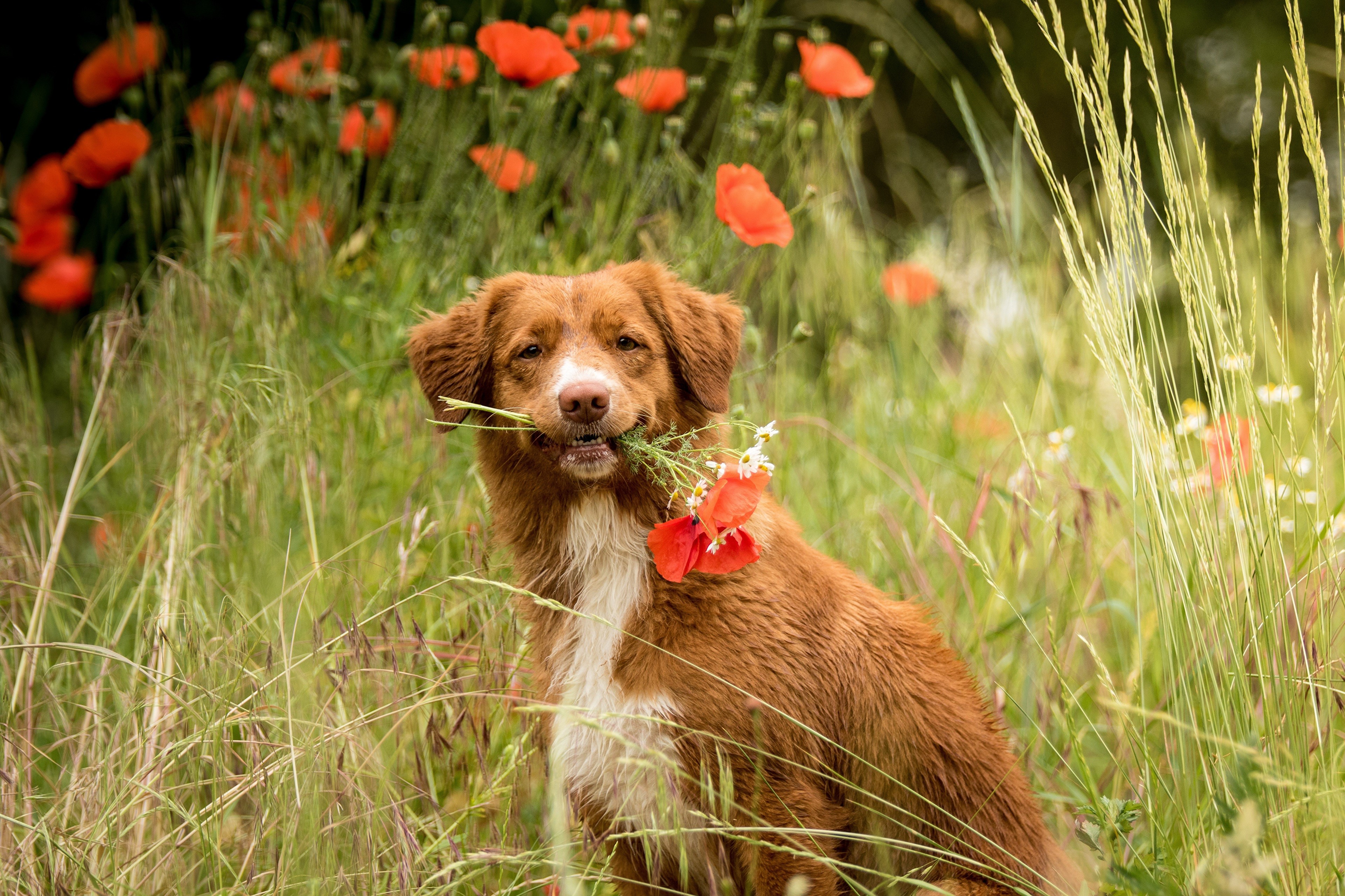 Nova Scotia Duck Tolling Retriever with Poppies in Grass HD Wallpaper