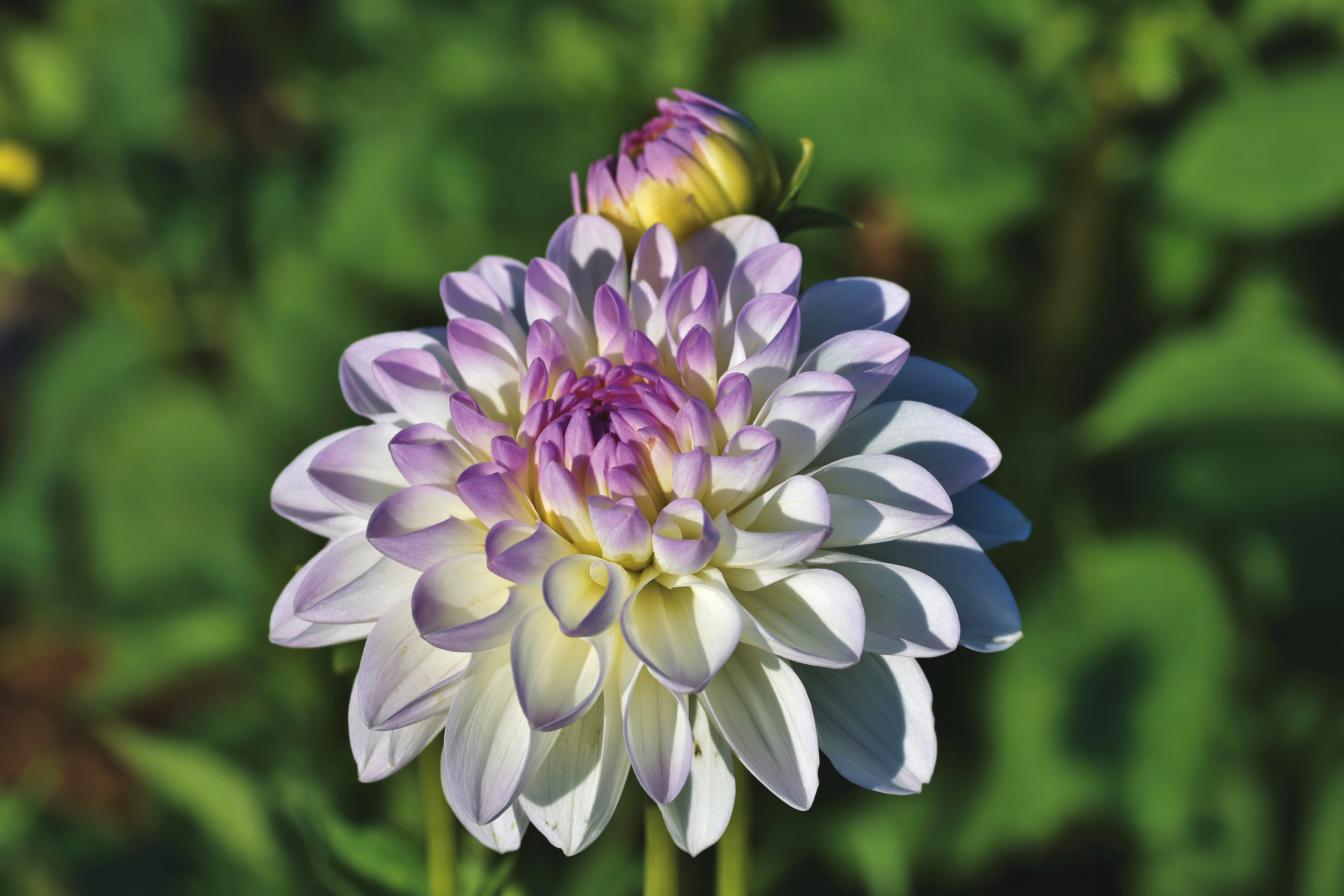 Dahlias flower with bud and bokeh HD Wallpaper