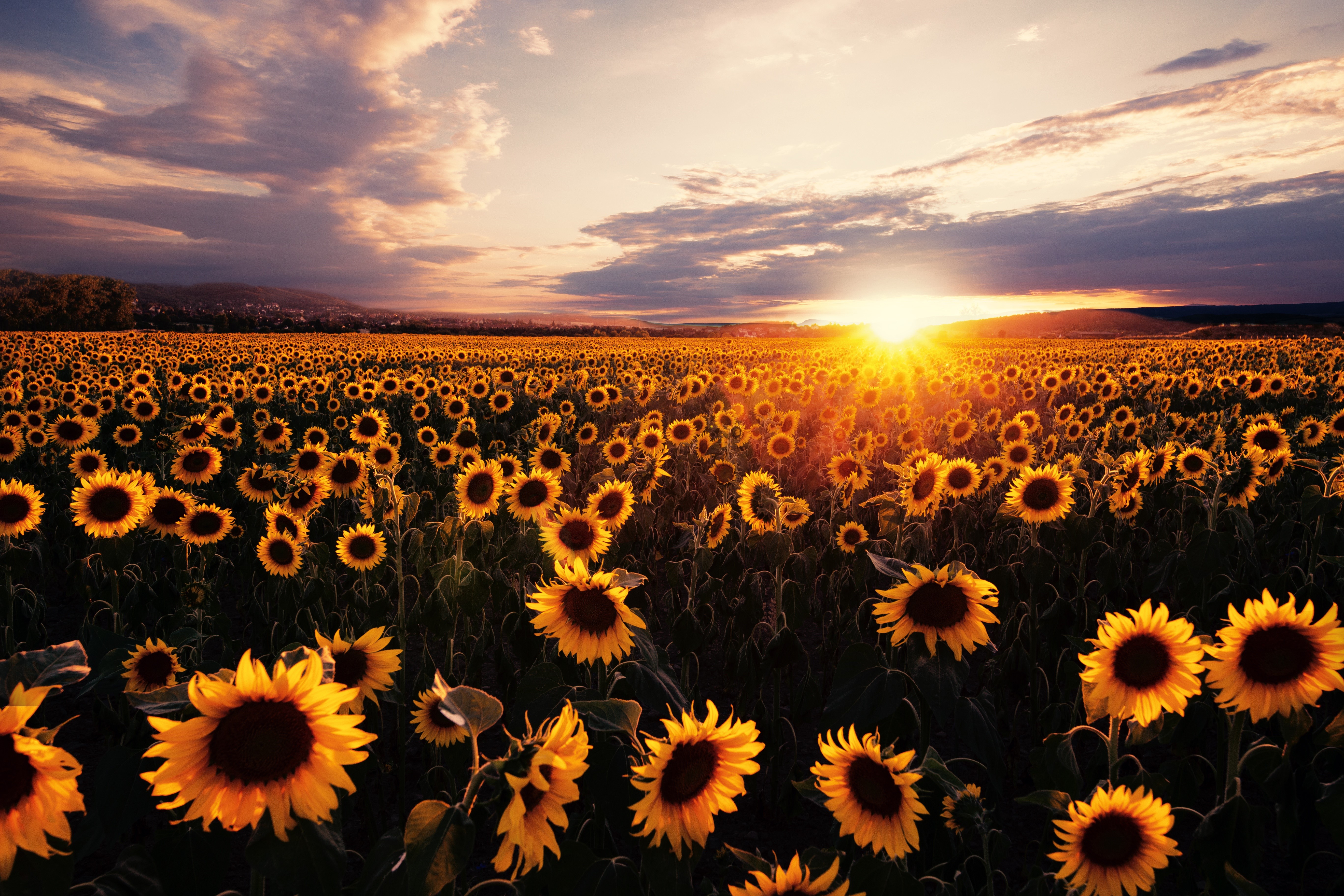 Field of Sunflowers at Sunset HD Wallpaper