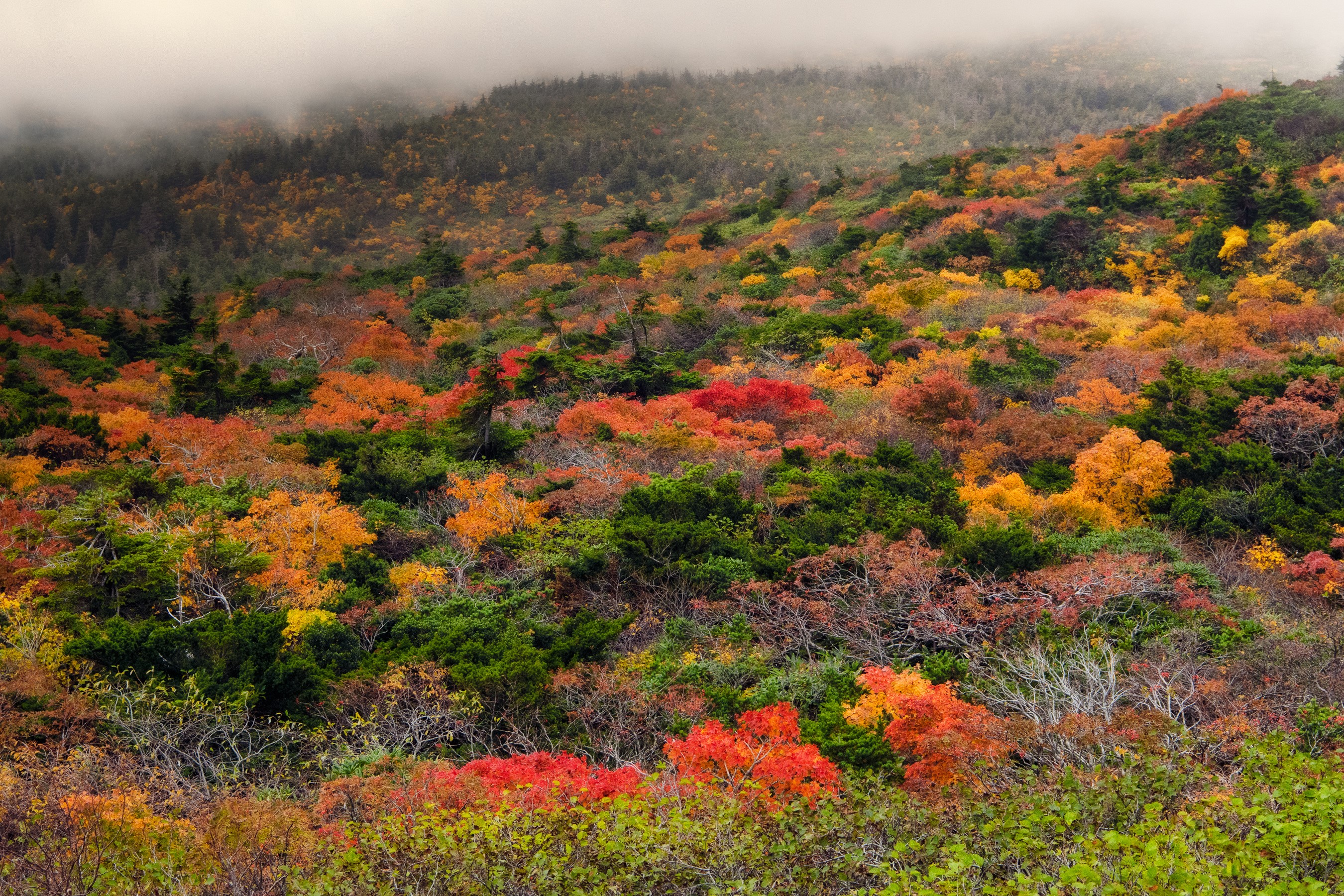 Autumn foliage at Zao Onsen Ski Resort, Japan HD Wallpaper