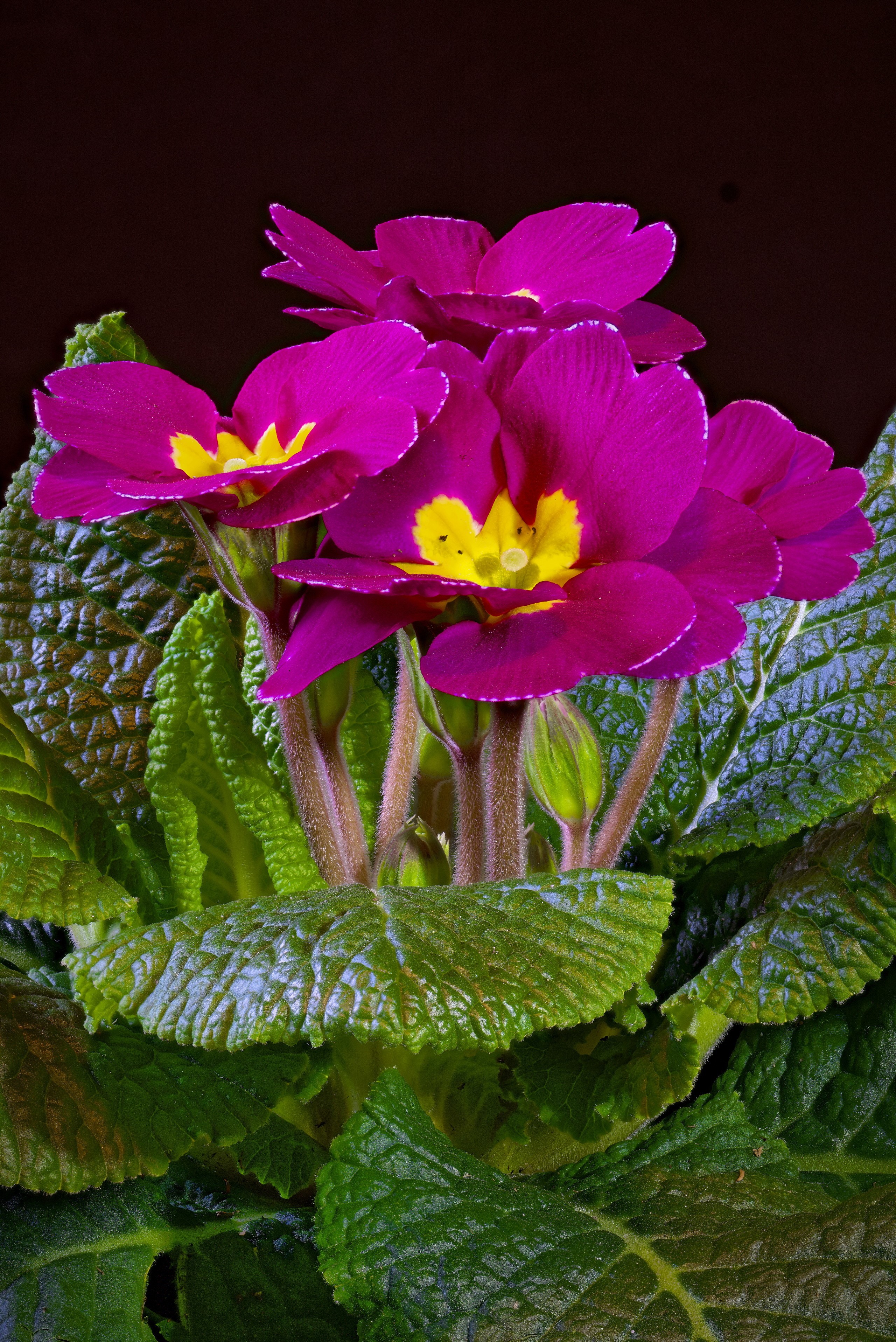 Close-up of pink primula flowers with yellow centers HD Phone Wallpaper
