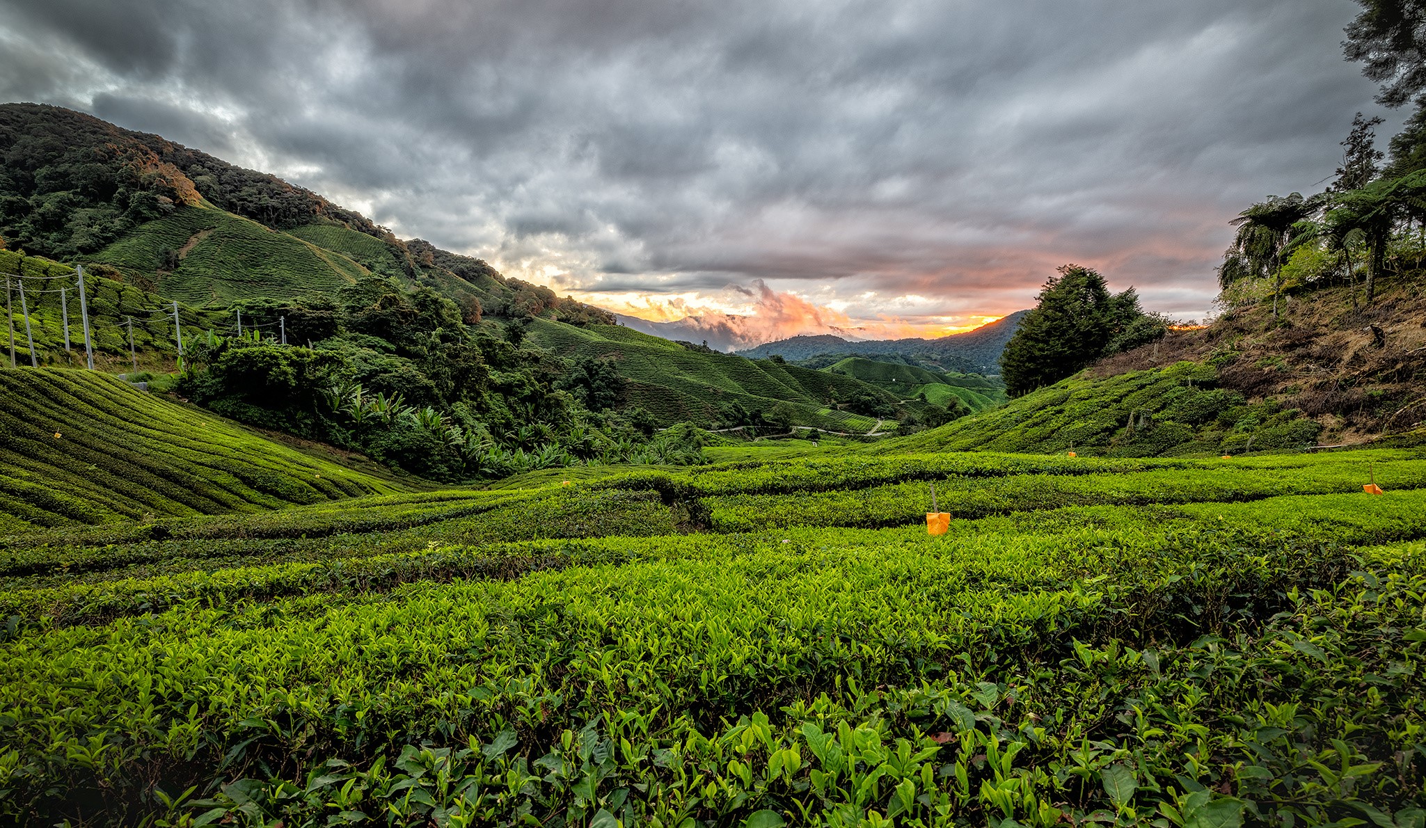 Cameron Highlands Tea Fields at Sunset, Malaysia HD Wallpaper