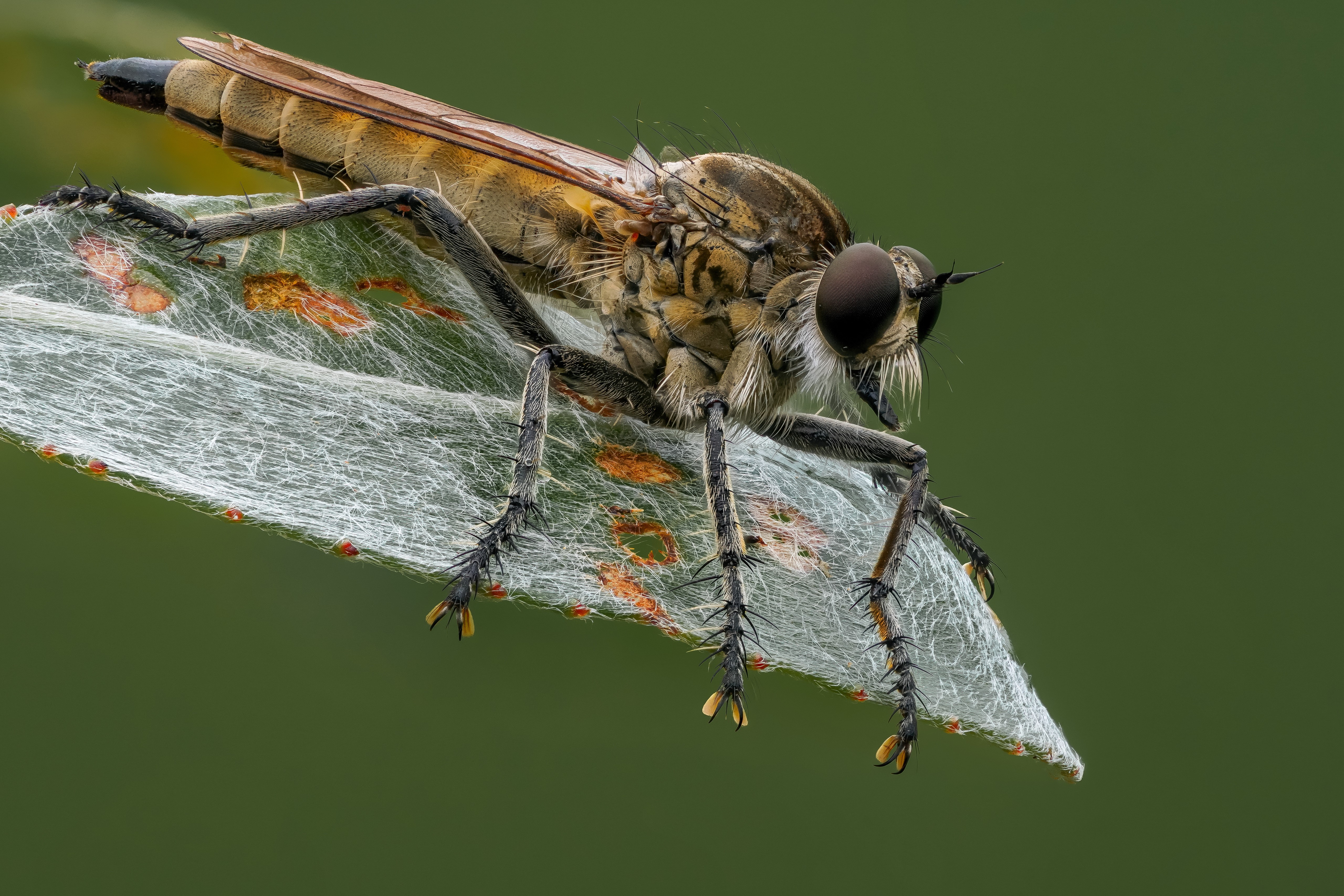Robber fly on a leaf with webbing HD Wallpaper