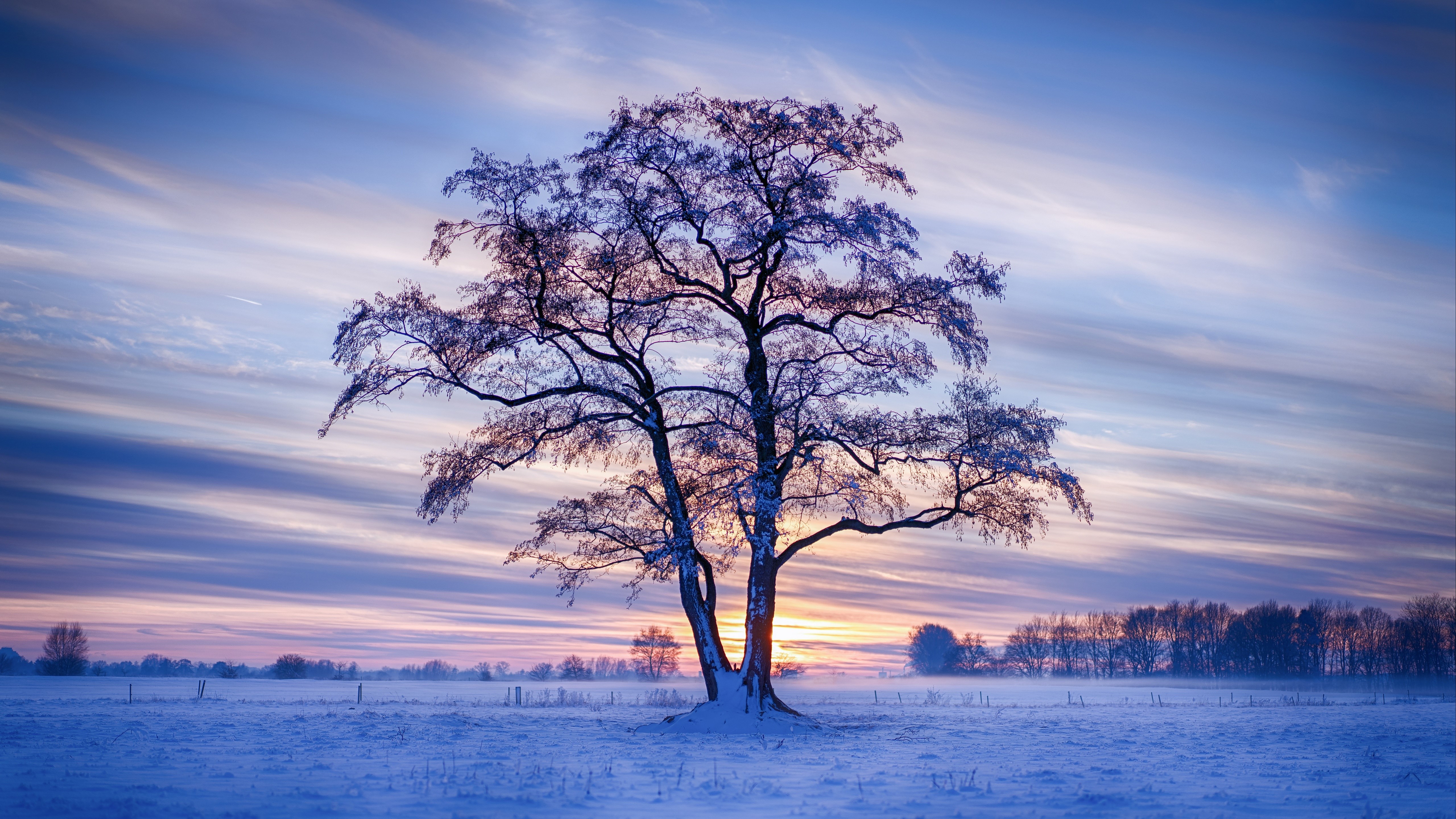 Winter evening in Germany with snow-covered trees HD Wallpaper