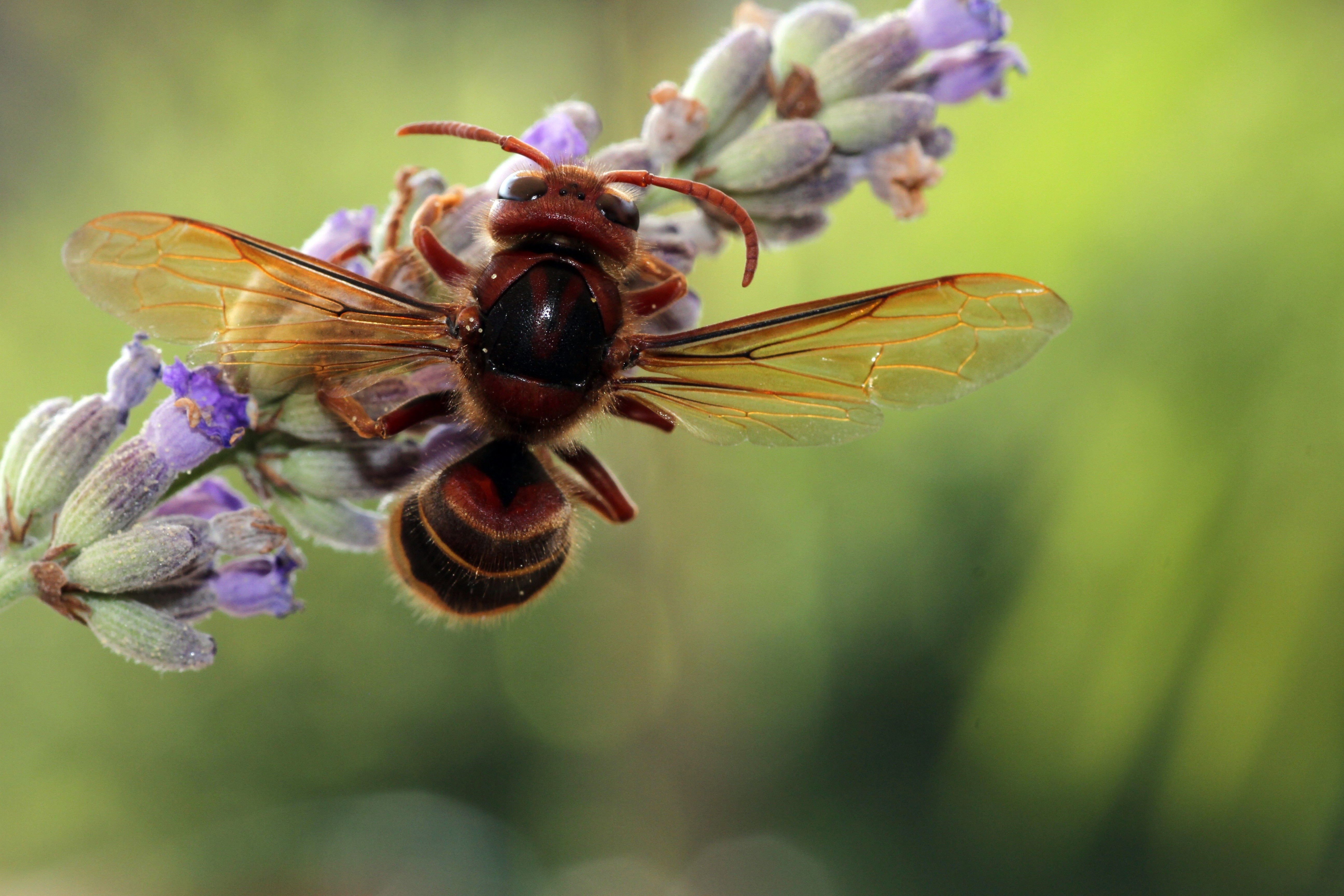 Wasp on lavender flower, macro shot HD Wallpaper