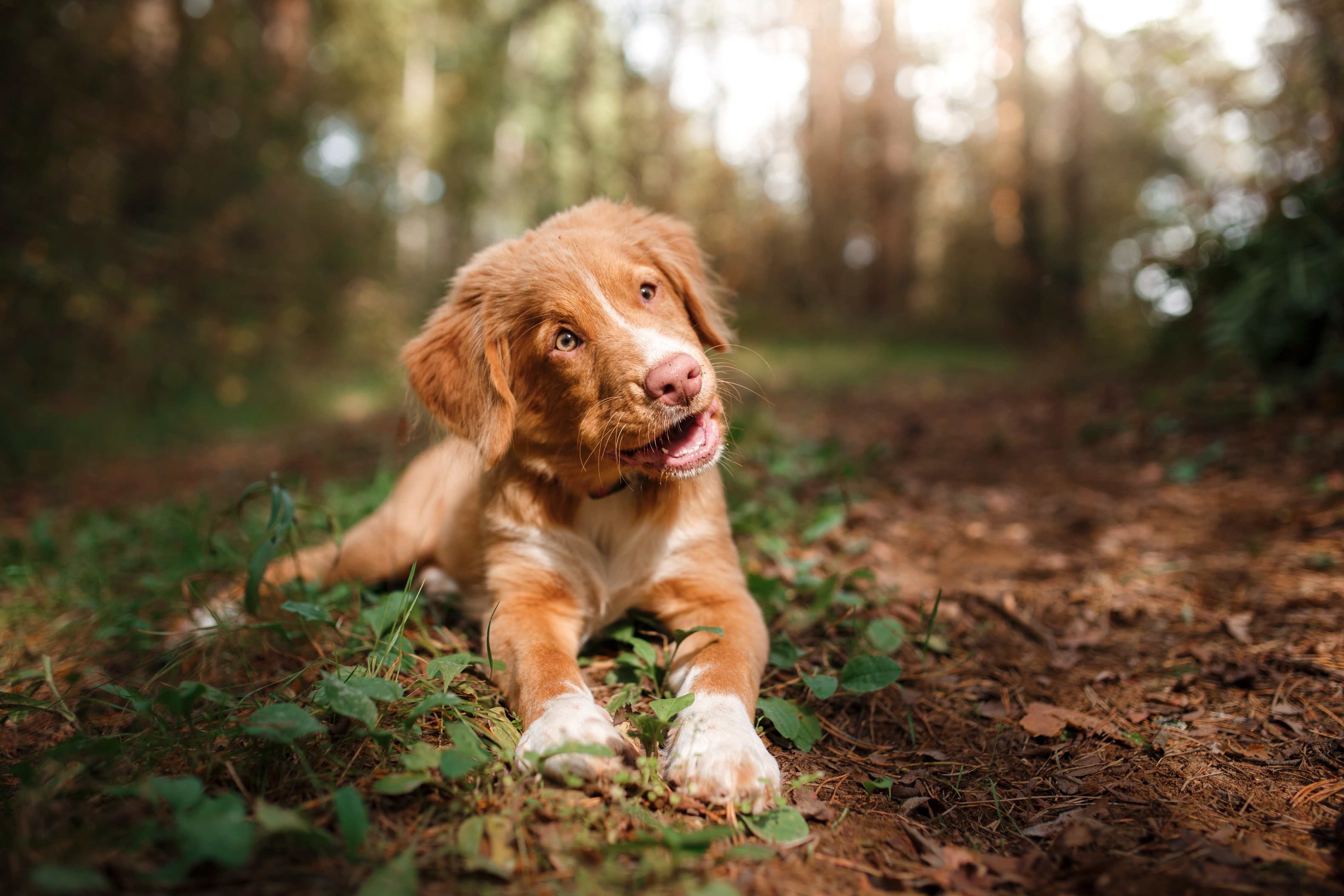 Nova Scotia Duck Tolling Retriever Puppy Lying Down HD Wallpaper