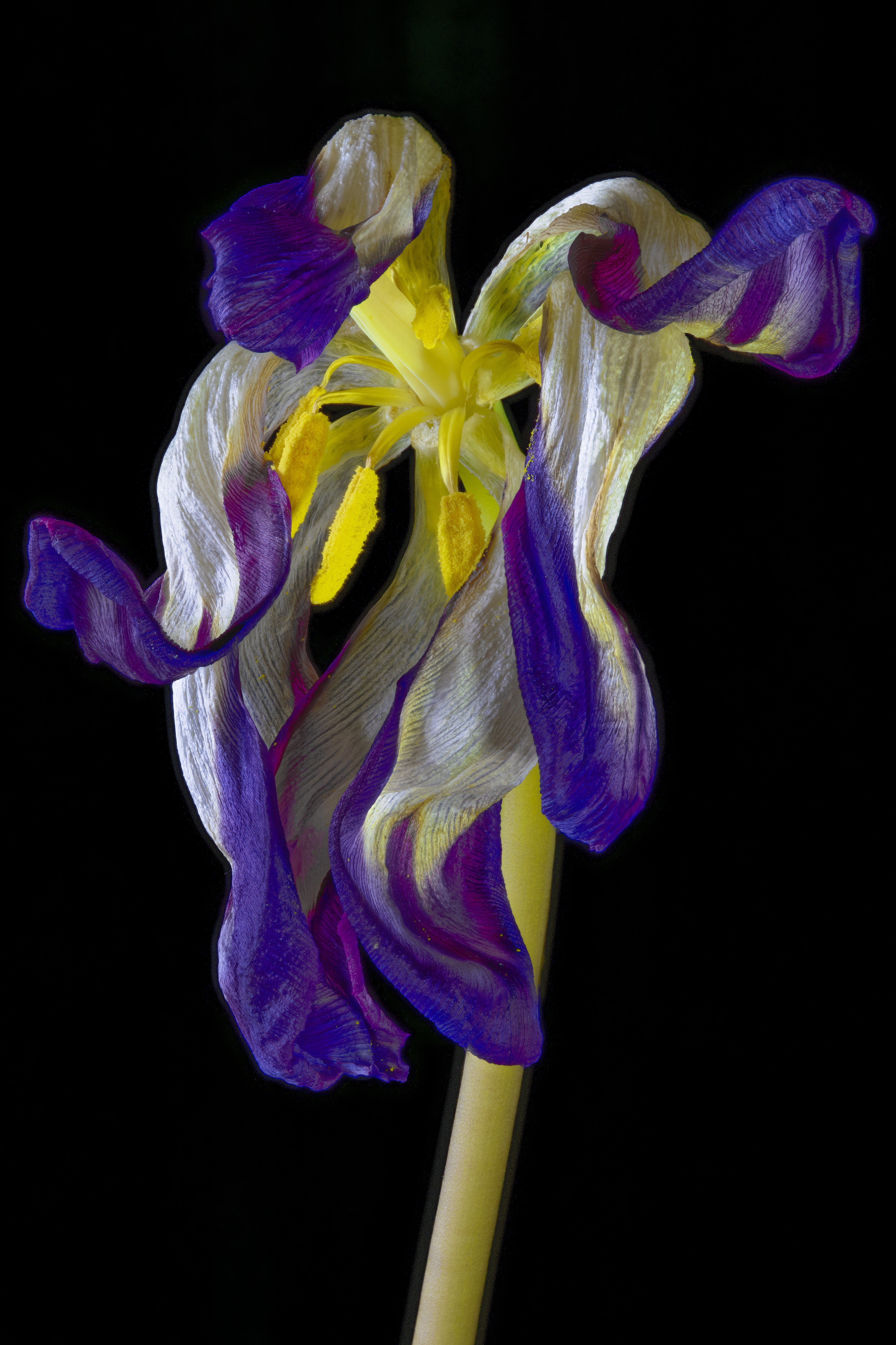 4K Withered Tulip Closeup Black Background HD Phone Wallpaper