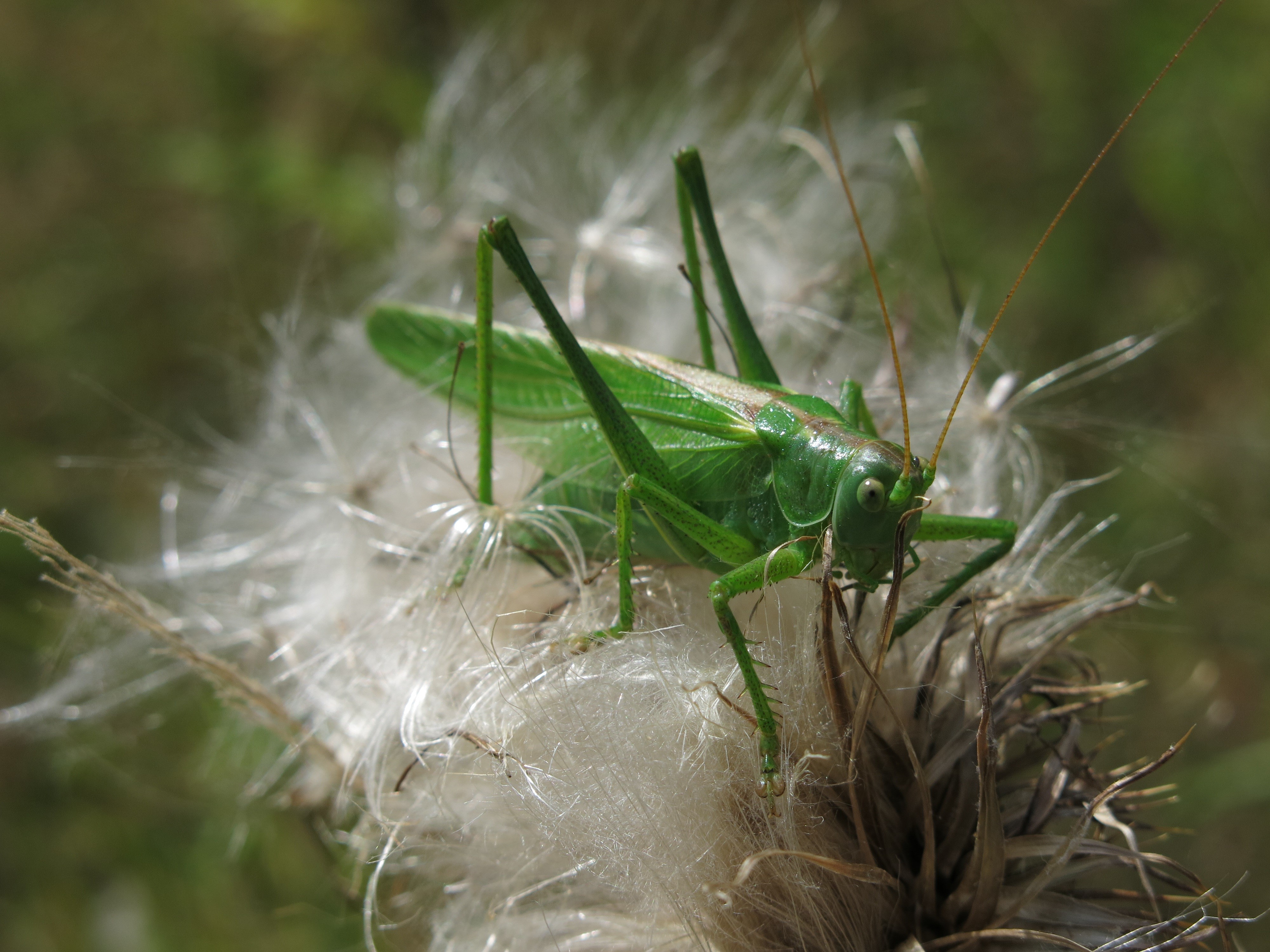 Green Grasshopper on a Thistle Flower HD Wallpaper