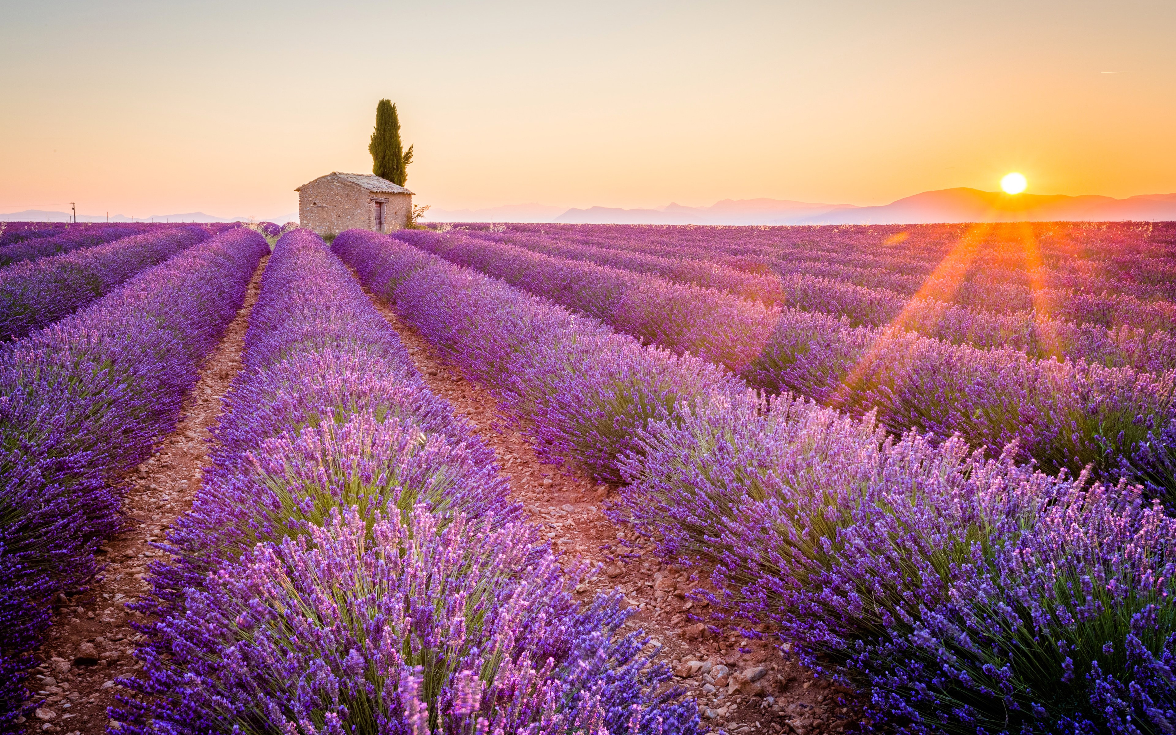 Lavender field in Provence, France at sunset HD Wallpaper