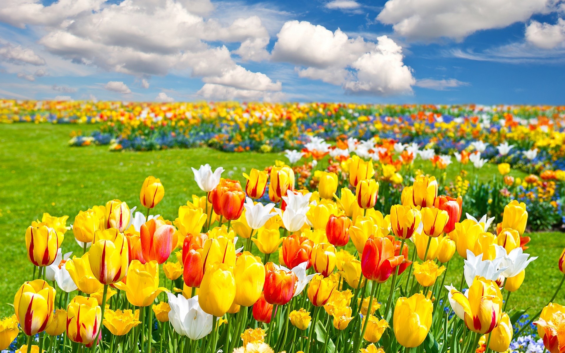 Field of colorful tulips under a blue sky HD Wallpaper