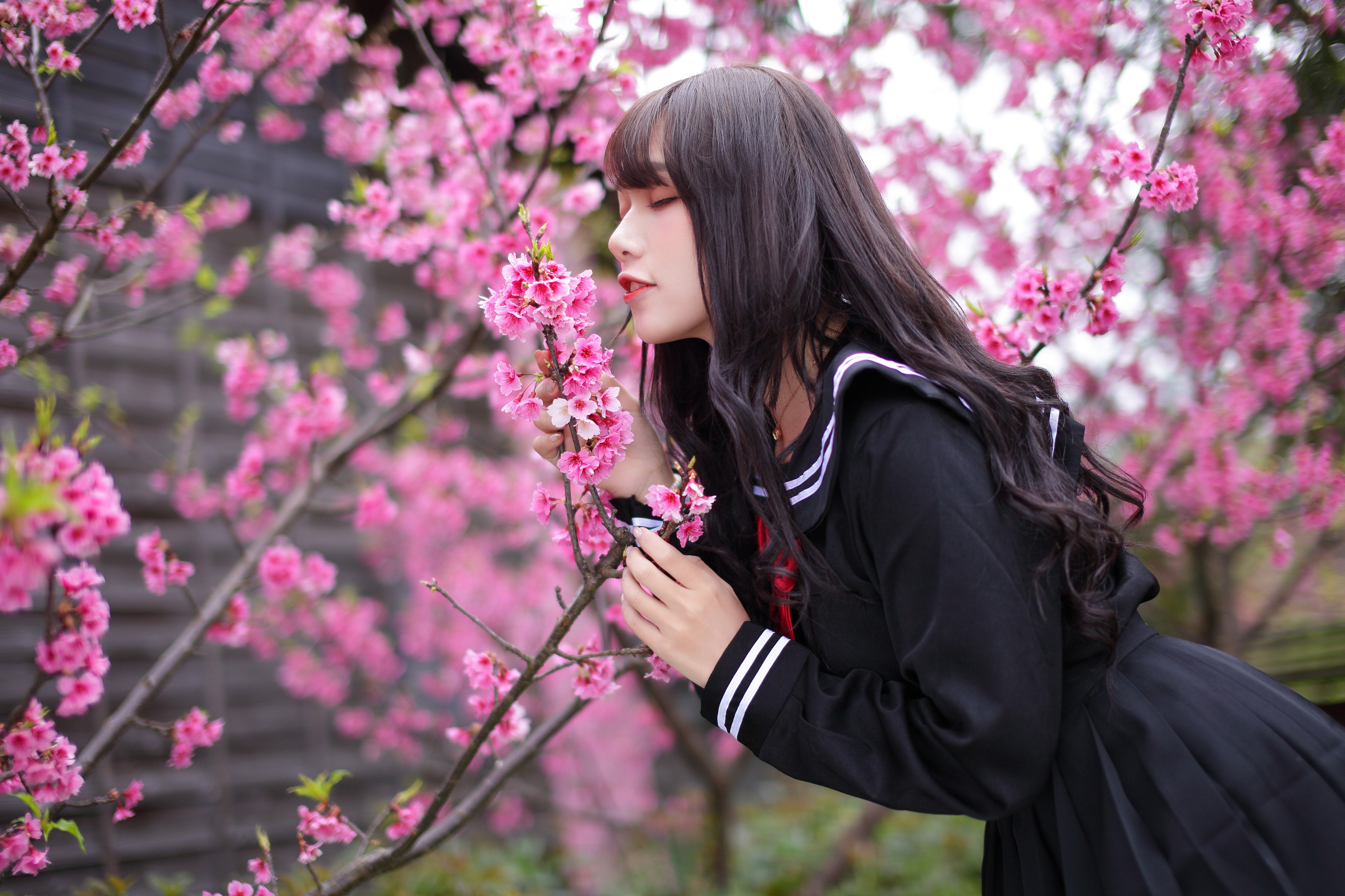 Asian girl in uniform smelling cherry blossoms HD Wallpaper