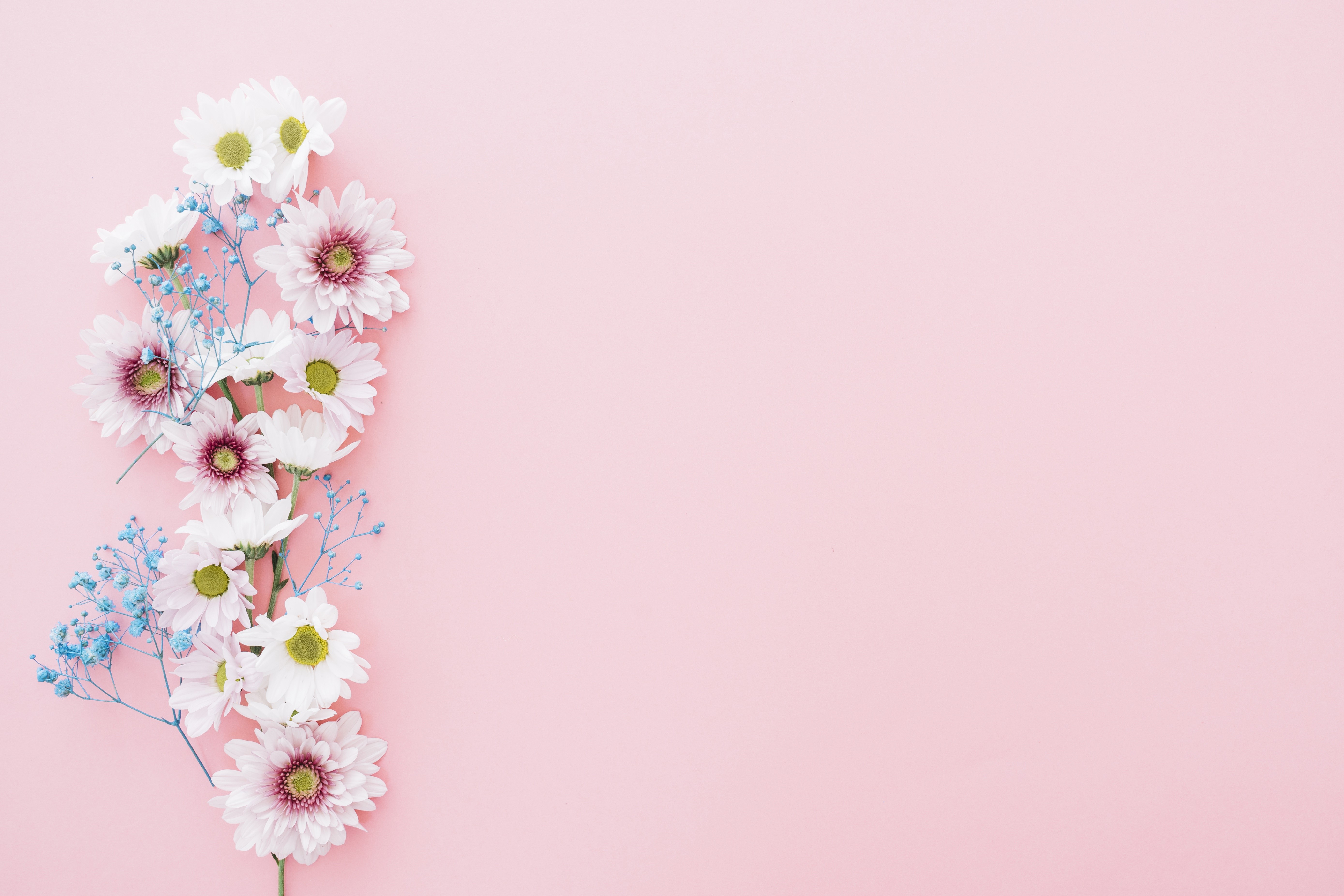 Chrysanthemums on a Pink Background HD Wallpaper