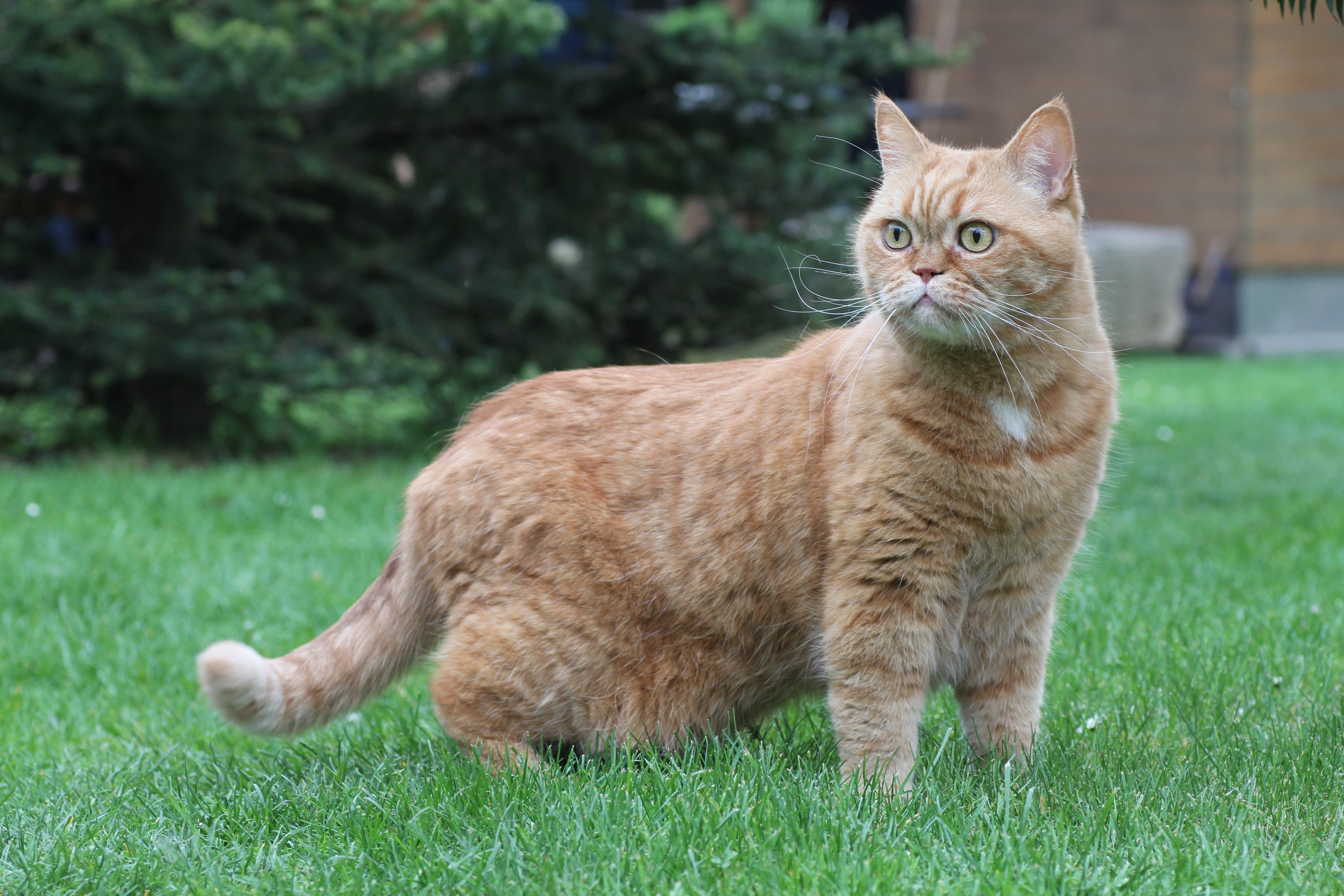 Ginger British Shorthair Cat on Grass HD Wallpaper