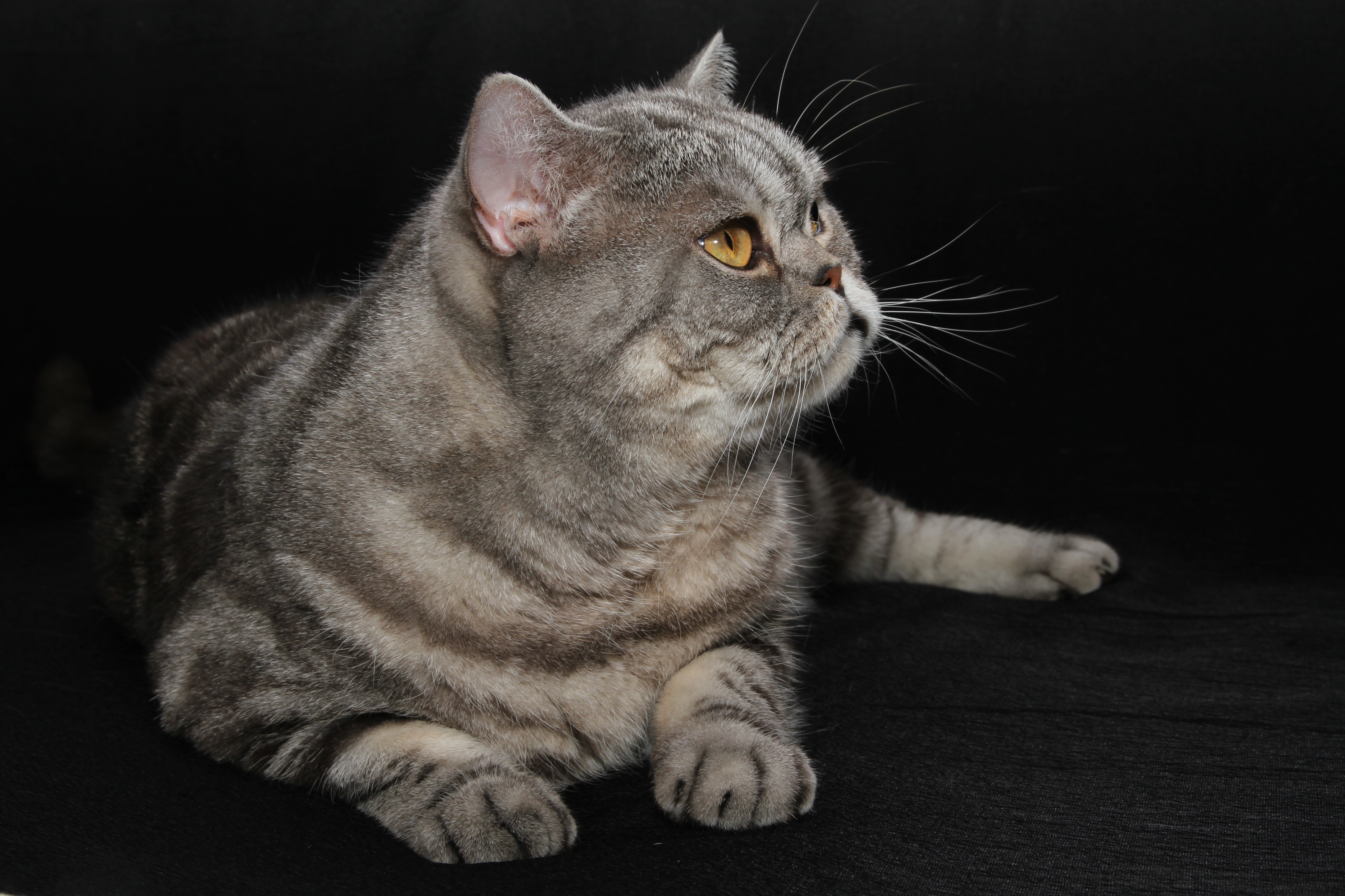 British Shorthair cat lying down on black background HD Wallpaper