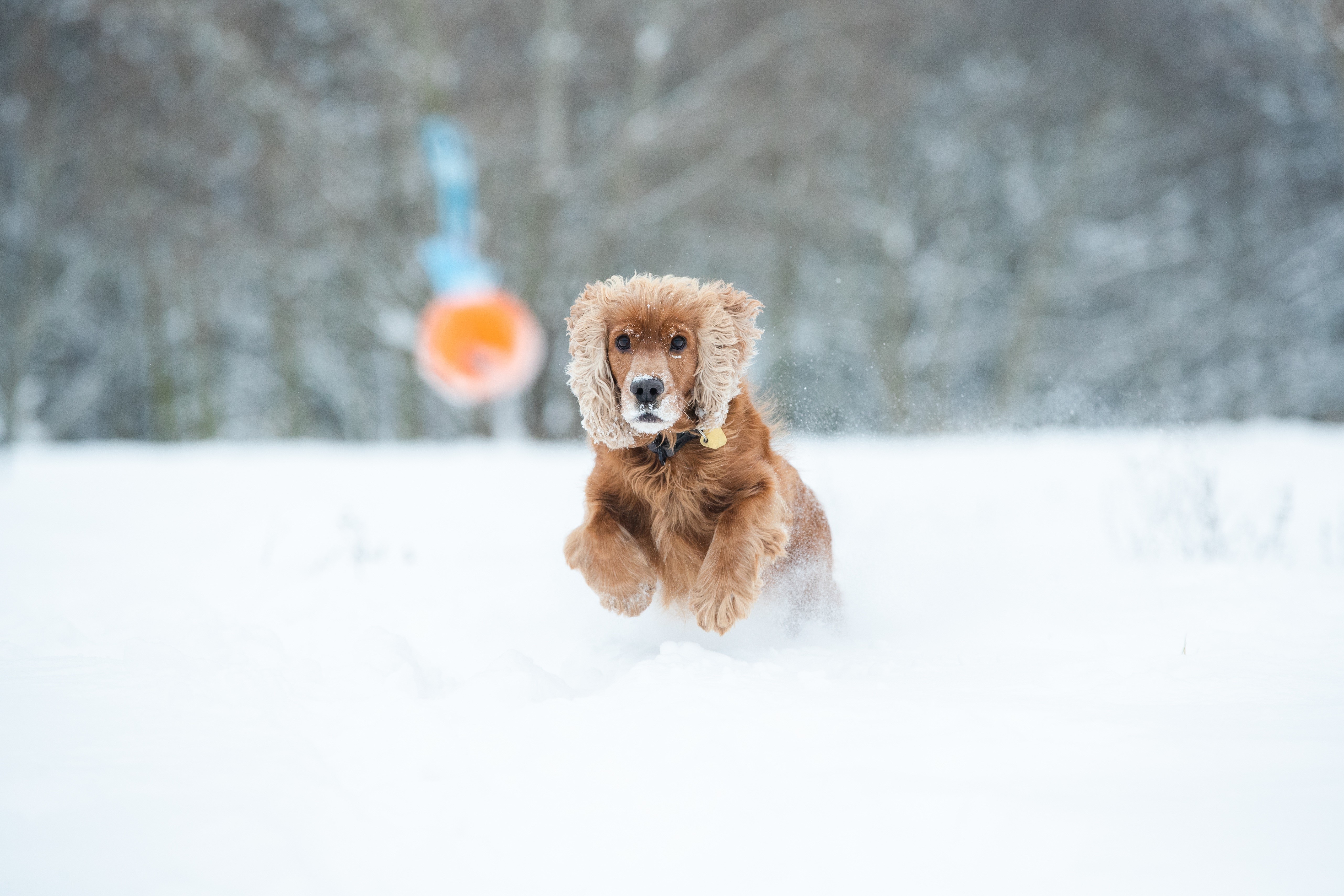 Brown Spaniel Dog Running in Snow HD Wallpaper