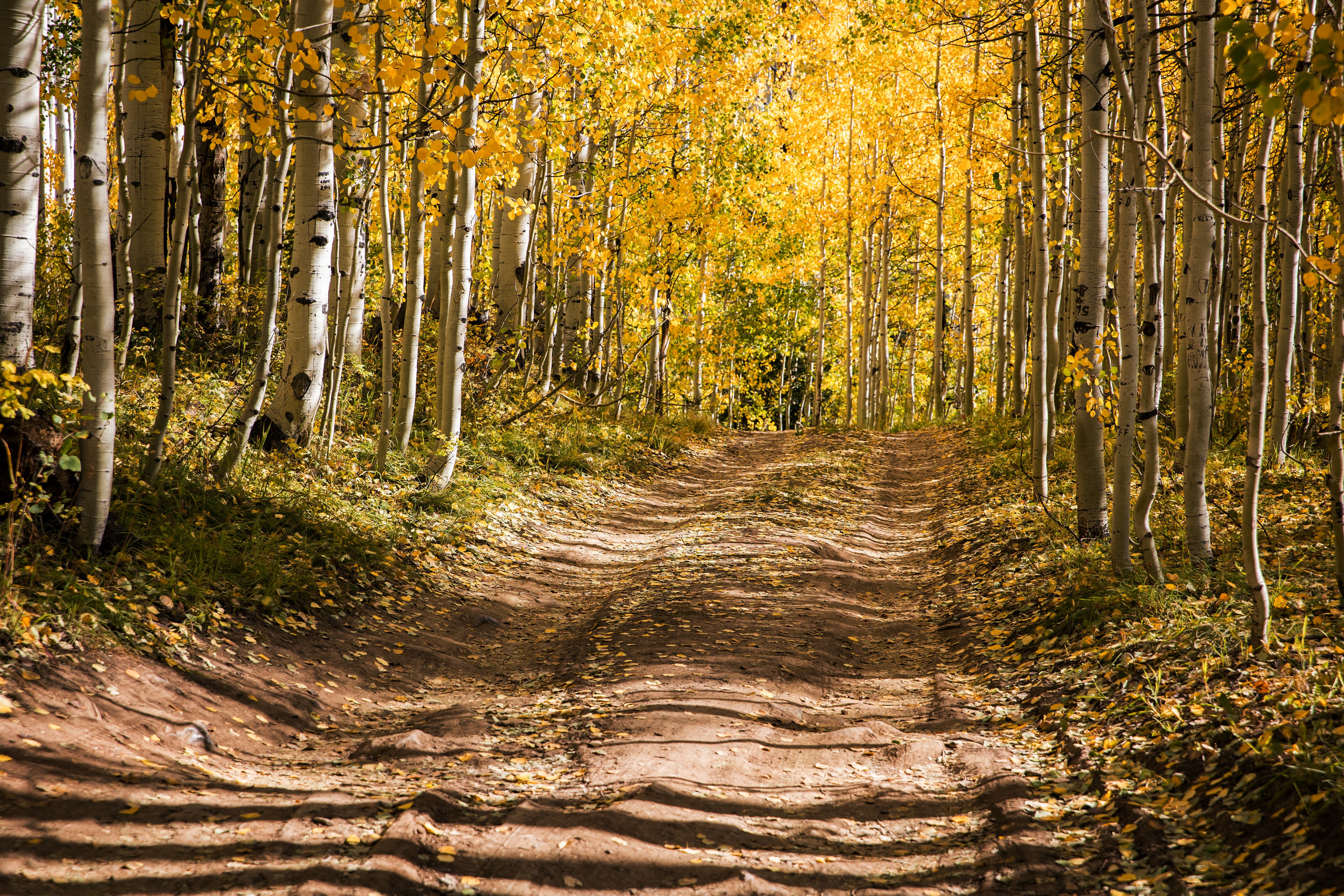 Dirt road through an autumn aspen forest in Colorado HD Wallpaper